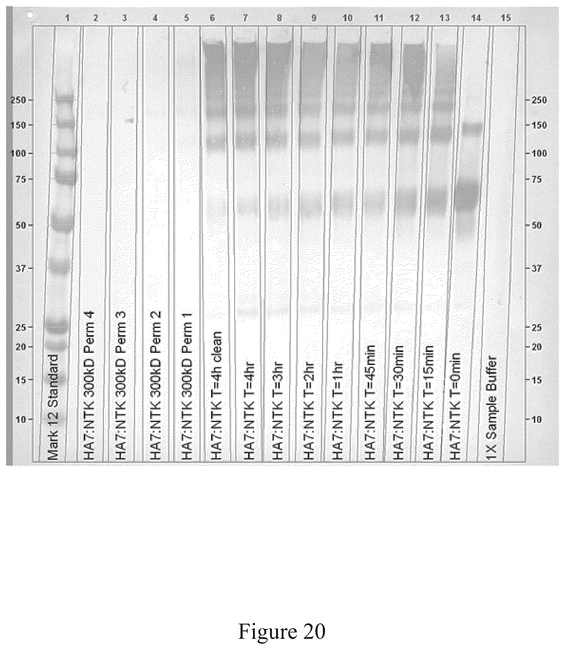 Patent US12097256 Figure 20 – Virus and antigen purification and conjugation