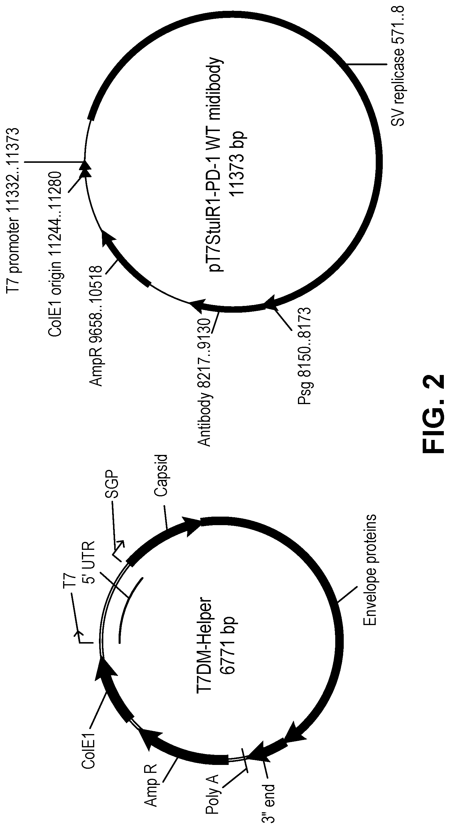 Patent US12097257 Figure 3 – Induction and enhancement of antitumor immunity involving Sindbis virus vectors expressing immune checkpoint proteins