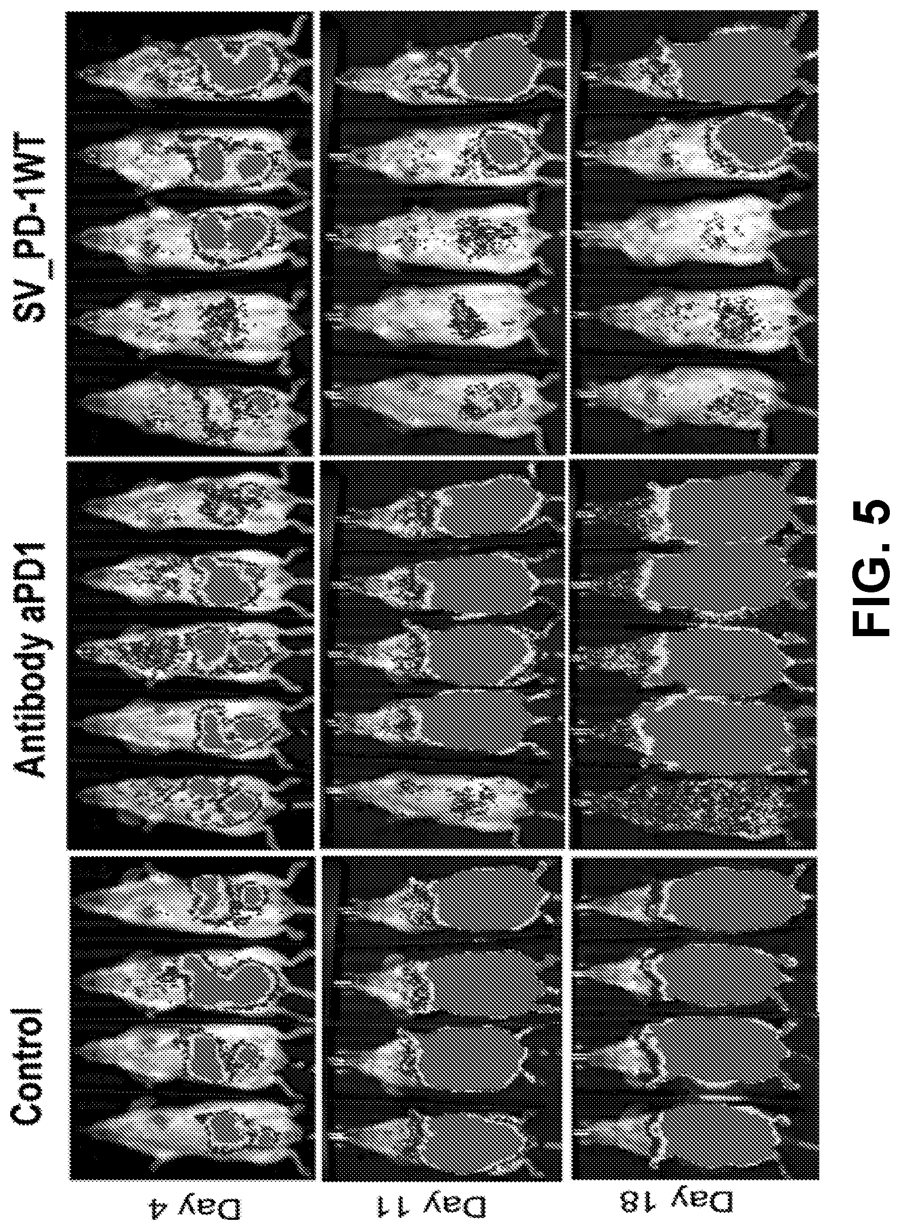 Patent US12097257 Figure 6 – Induction and enhancement of antitumor immunity involving Sindbis virus vectors expressing immune checkpoint proteins