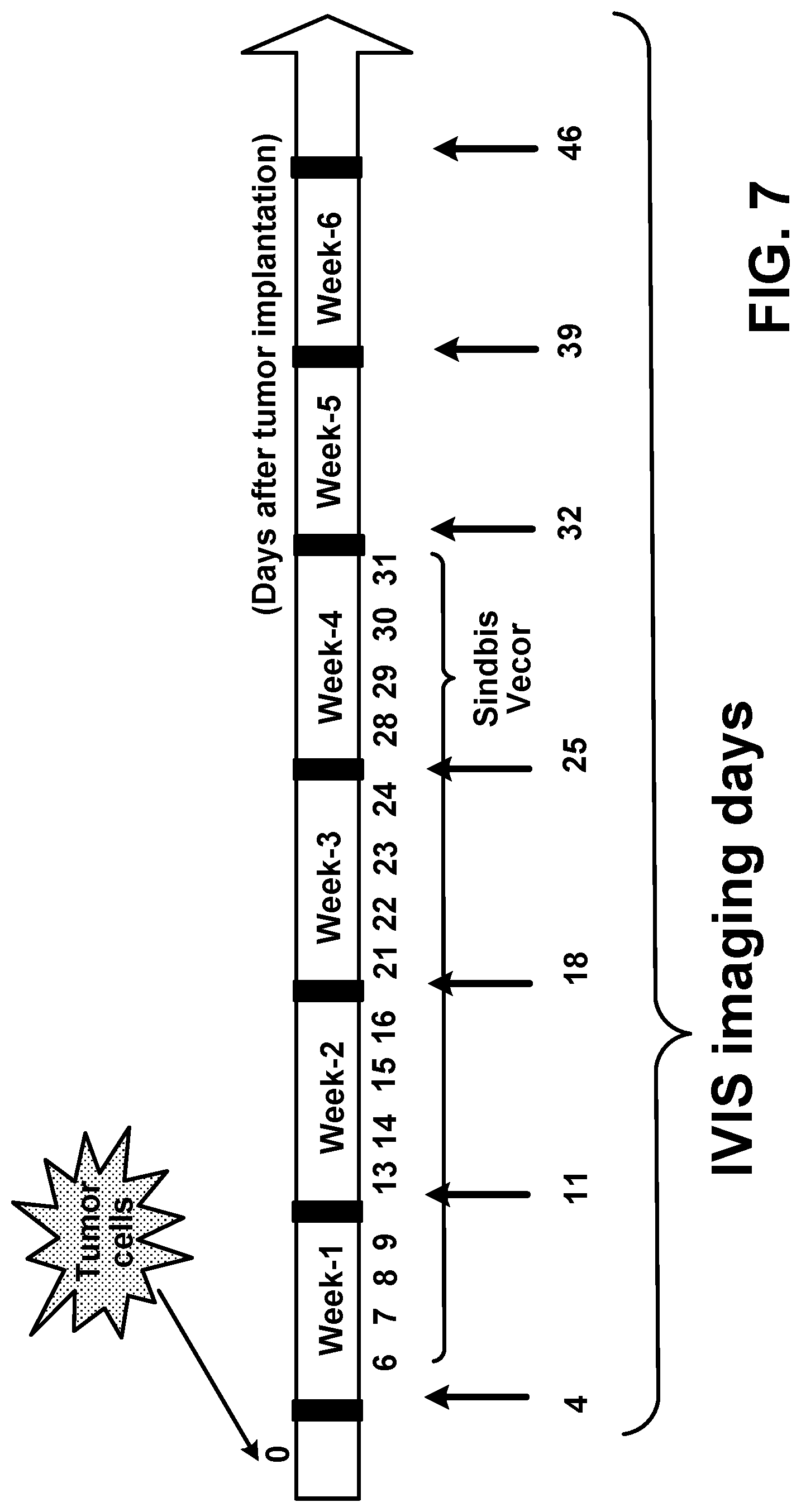 Patent US12097257 Figure 8 – Induction and enhancement of antitumor immunity involving Sindbis virus vectors expressing immune checkpoint proteins