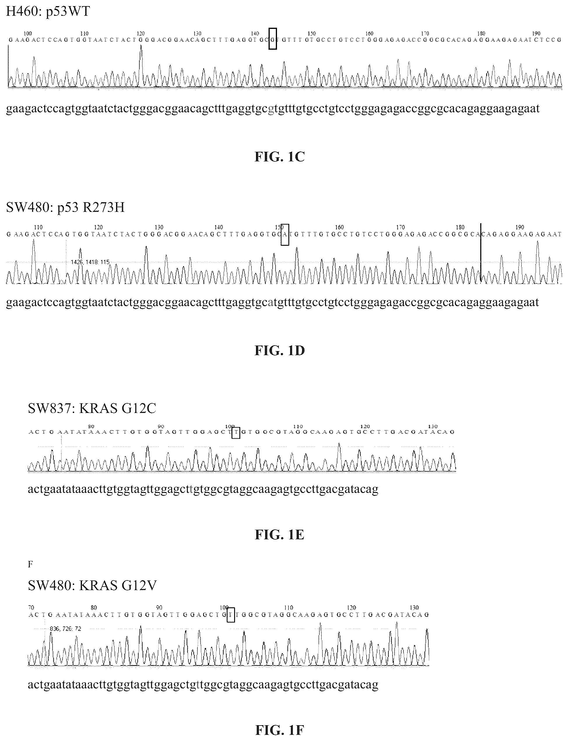 Patent US12097259 Figure 2 – Dendritic cell tumor vaccine and uses thereof