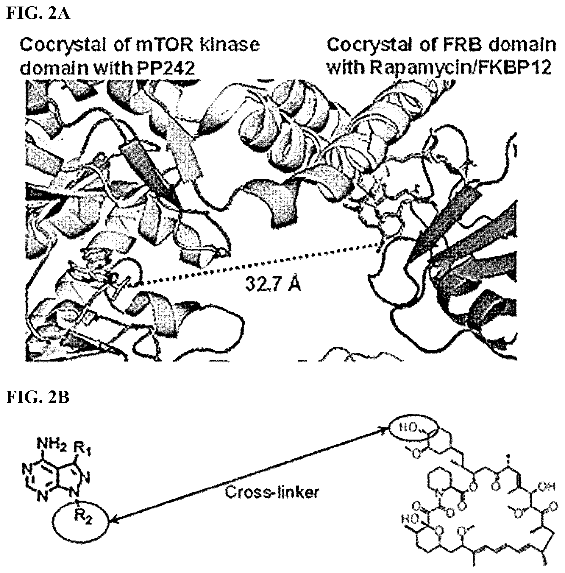 Patent US12097262 Figure 2 – mTORC1 inhibitors