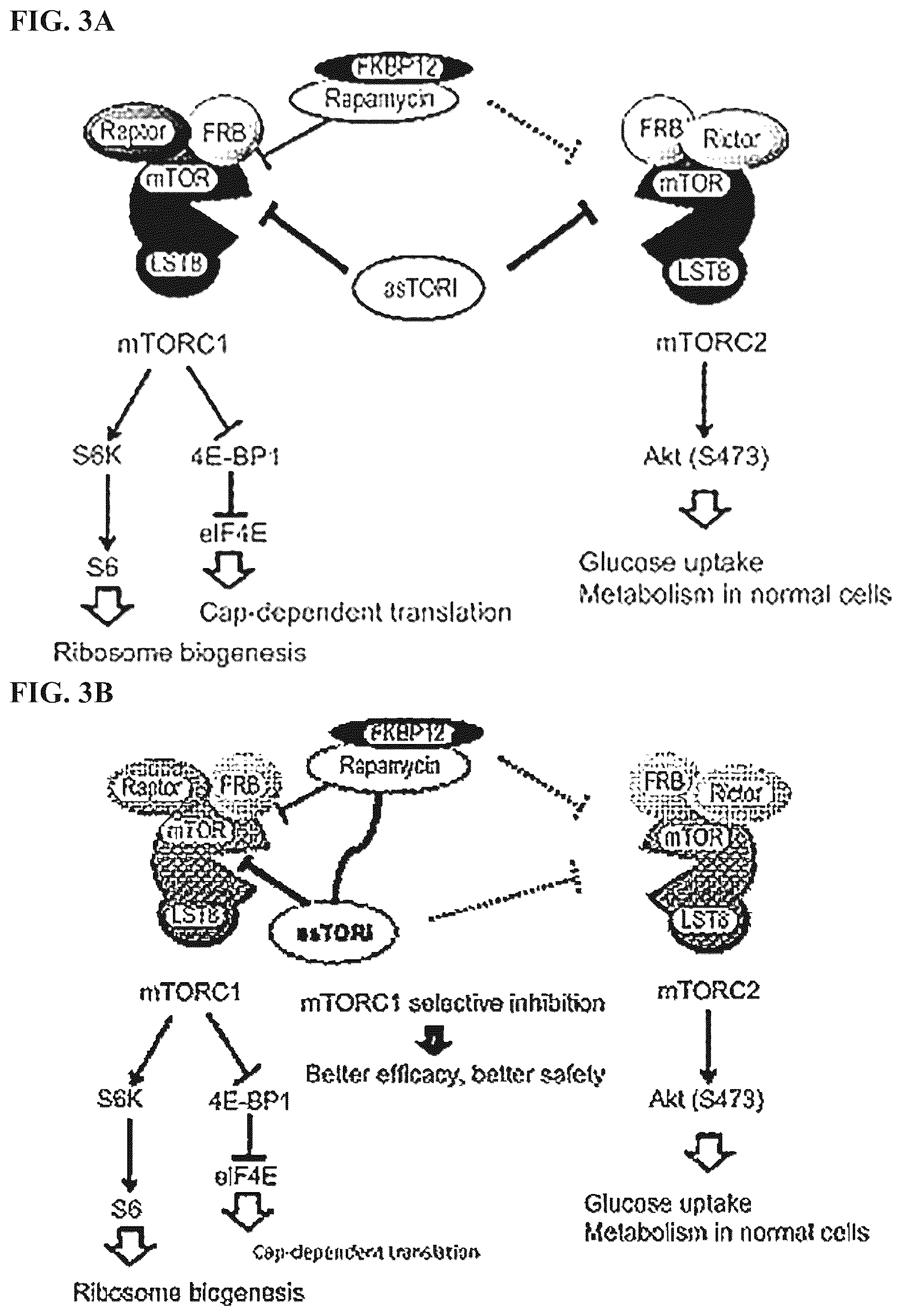 Patent US12097262 Figure 3 – mTORC1 inhibitors
