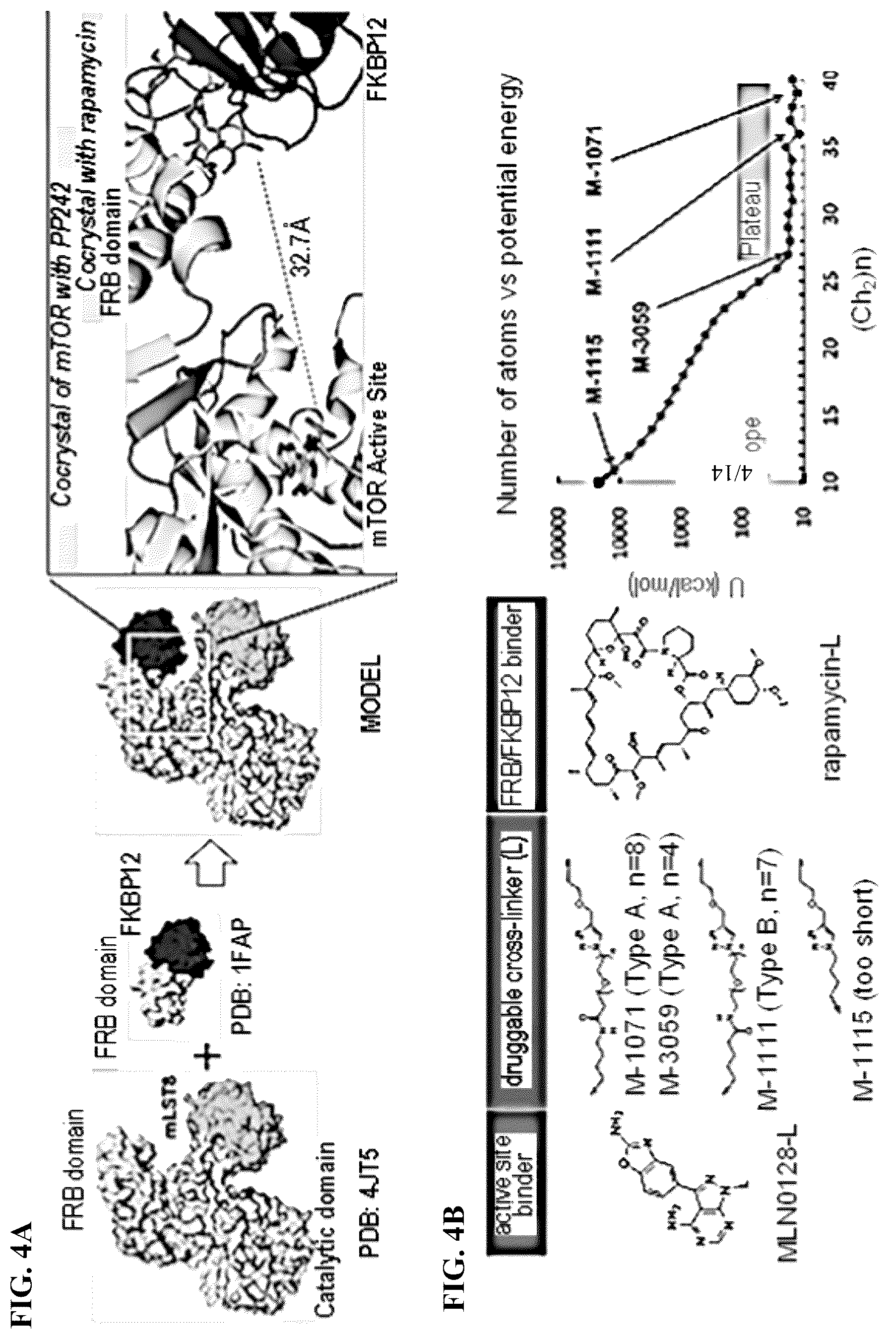 Patent US12097262 Figure 4 – mTORC1 inhibitors