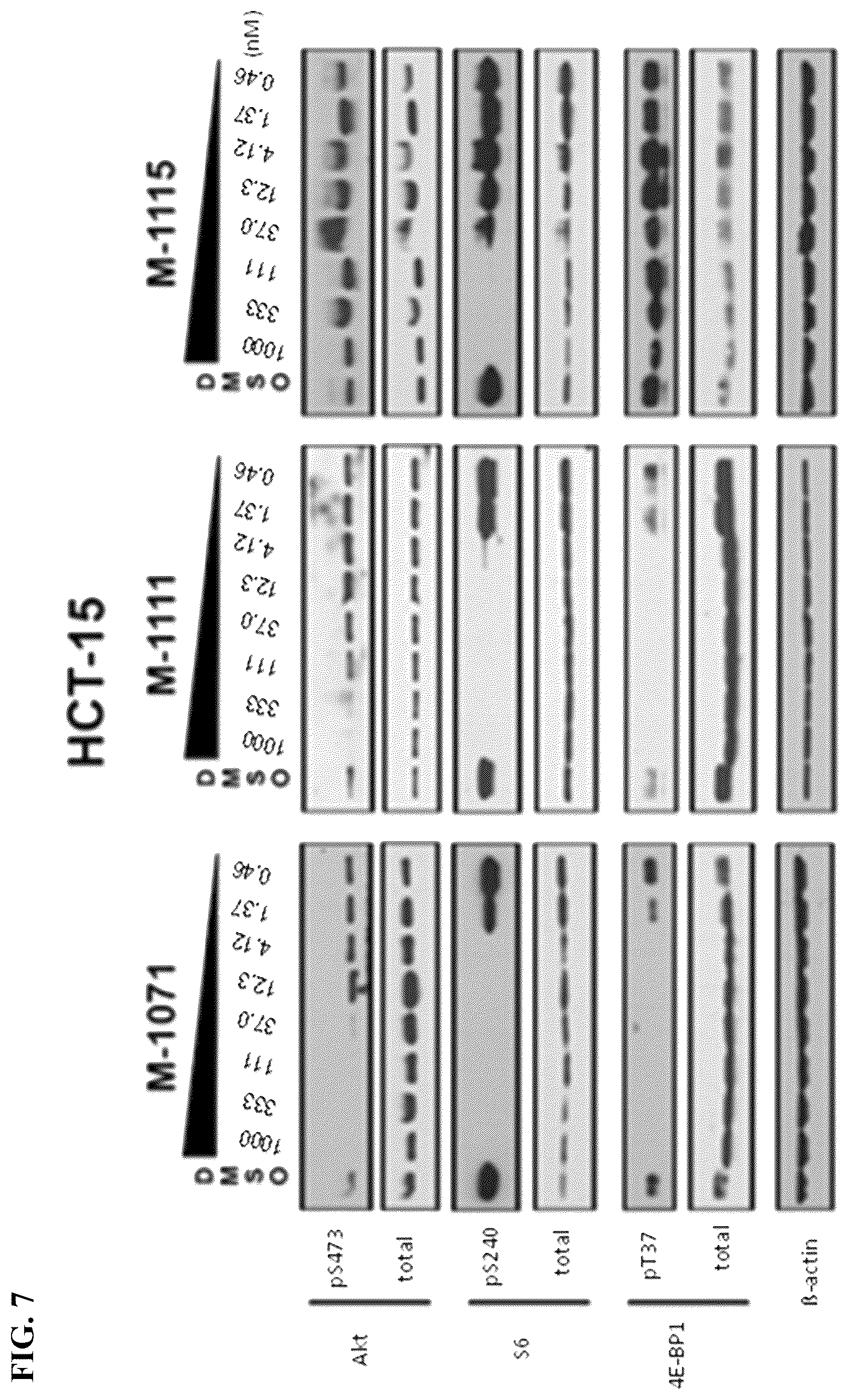 Patent US12097262 Figure 7 – mTORC1 inhibitors