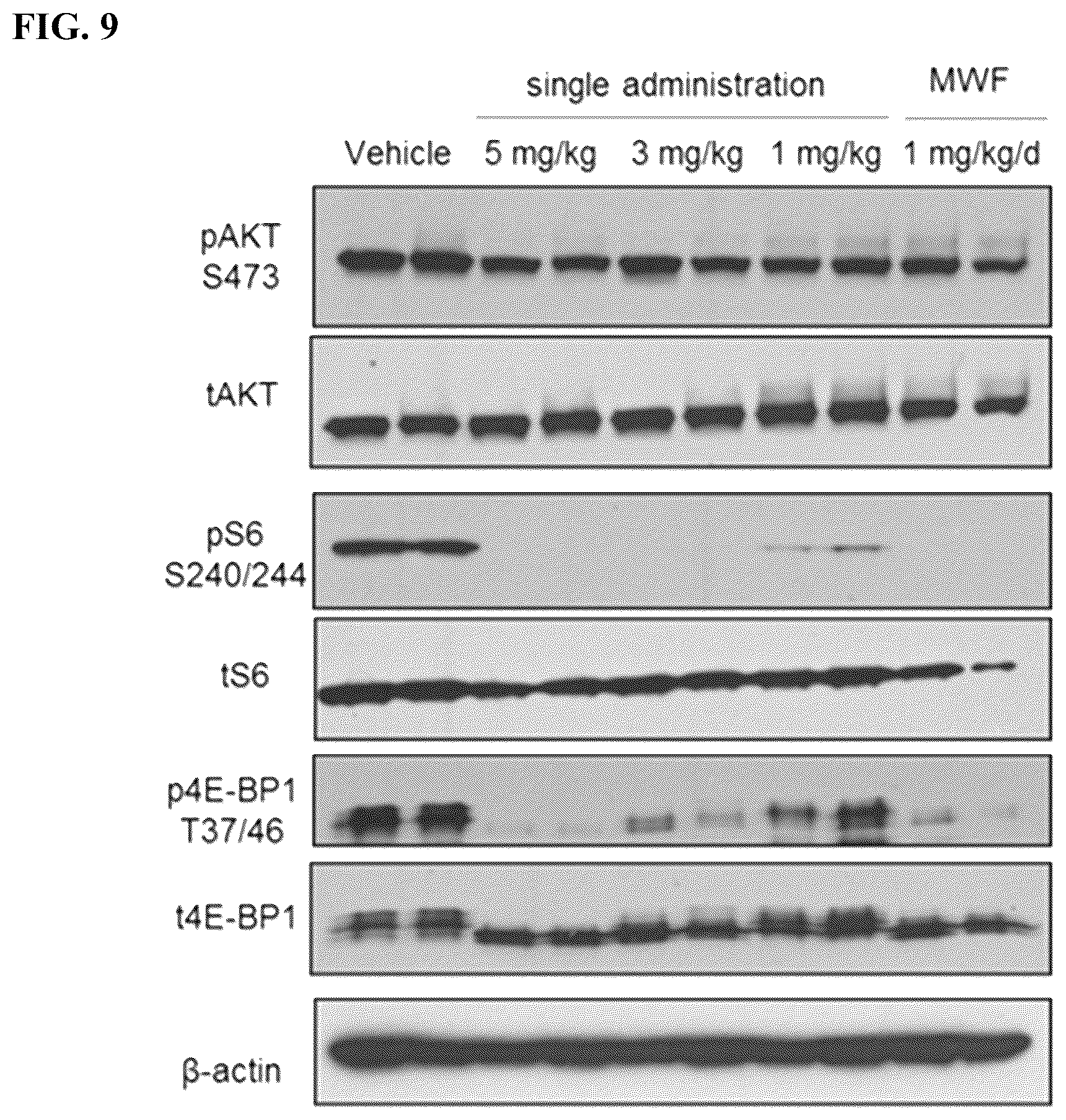 Patent US12097262 Figure 9 – mTORC1 inhibitors