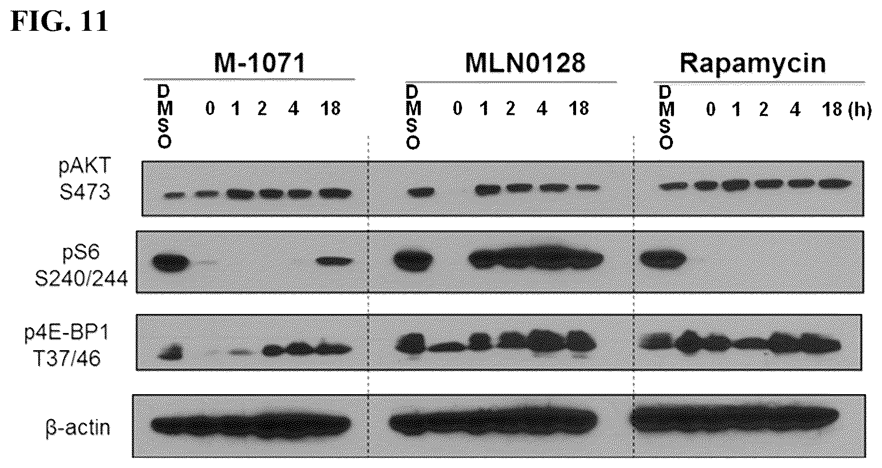 Patent US12097262 Figure 11 – mTORC1 inhibitors