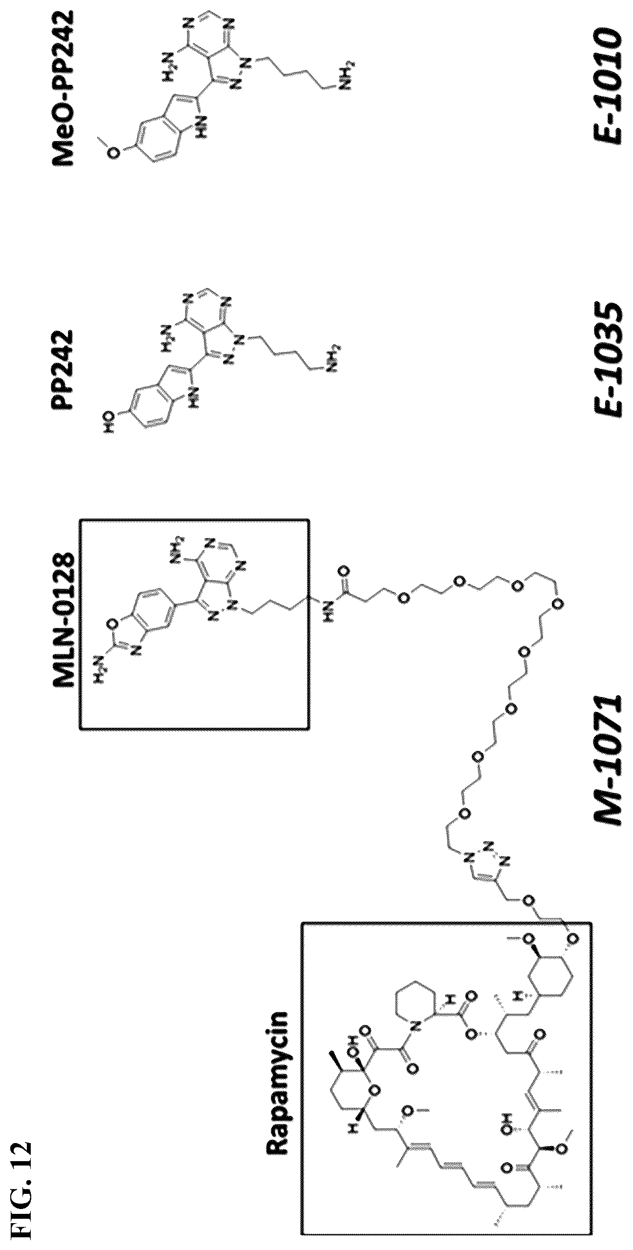 Patent US12097262 Figure 12 – mTORC1 inhibitors