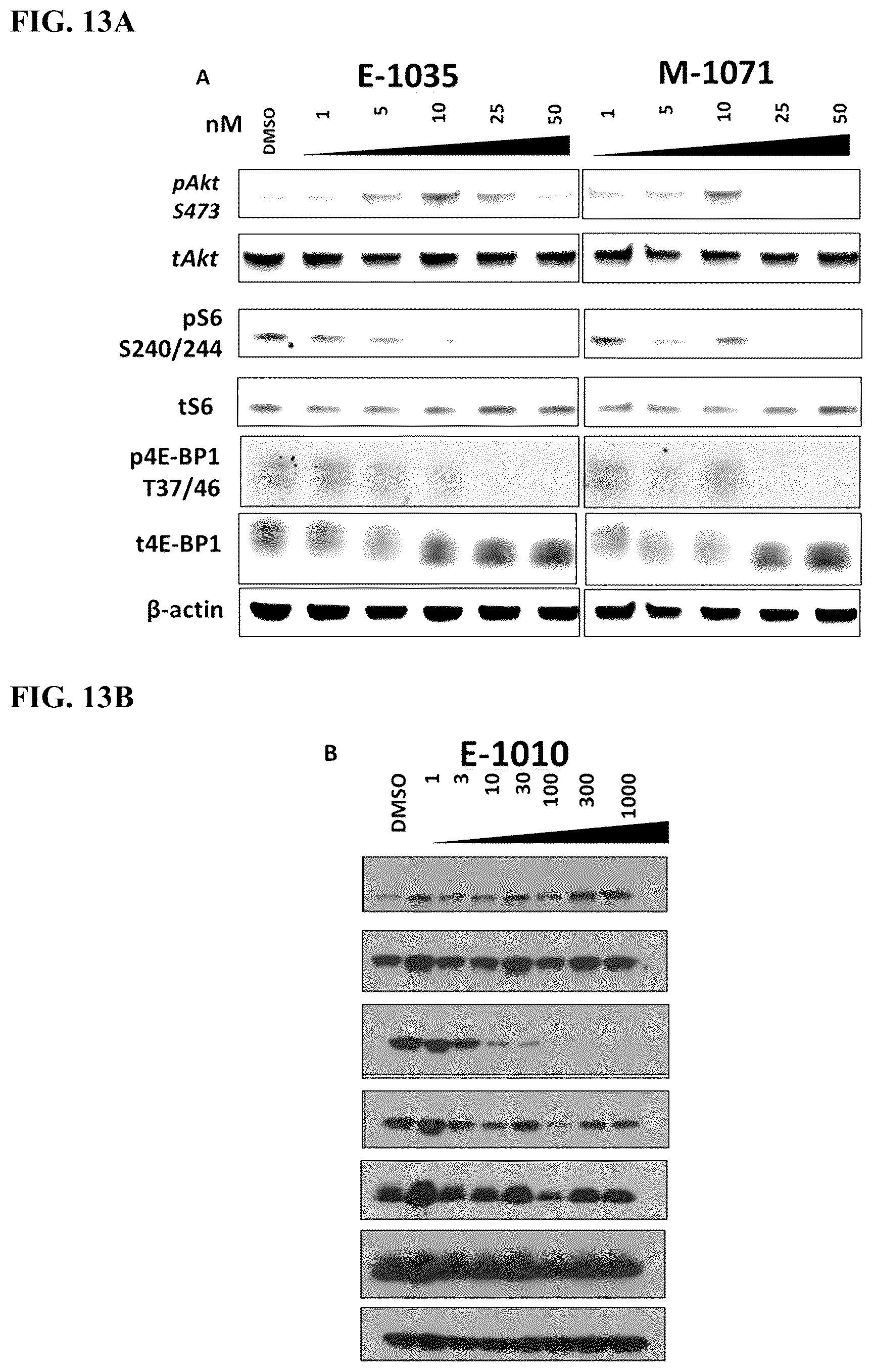 Patent US12097262 Figure 13 – mTORC1 inhibitors