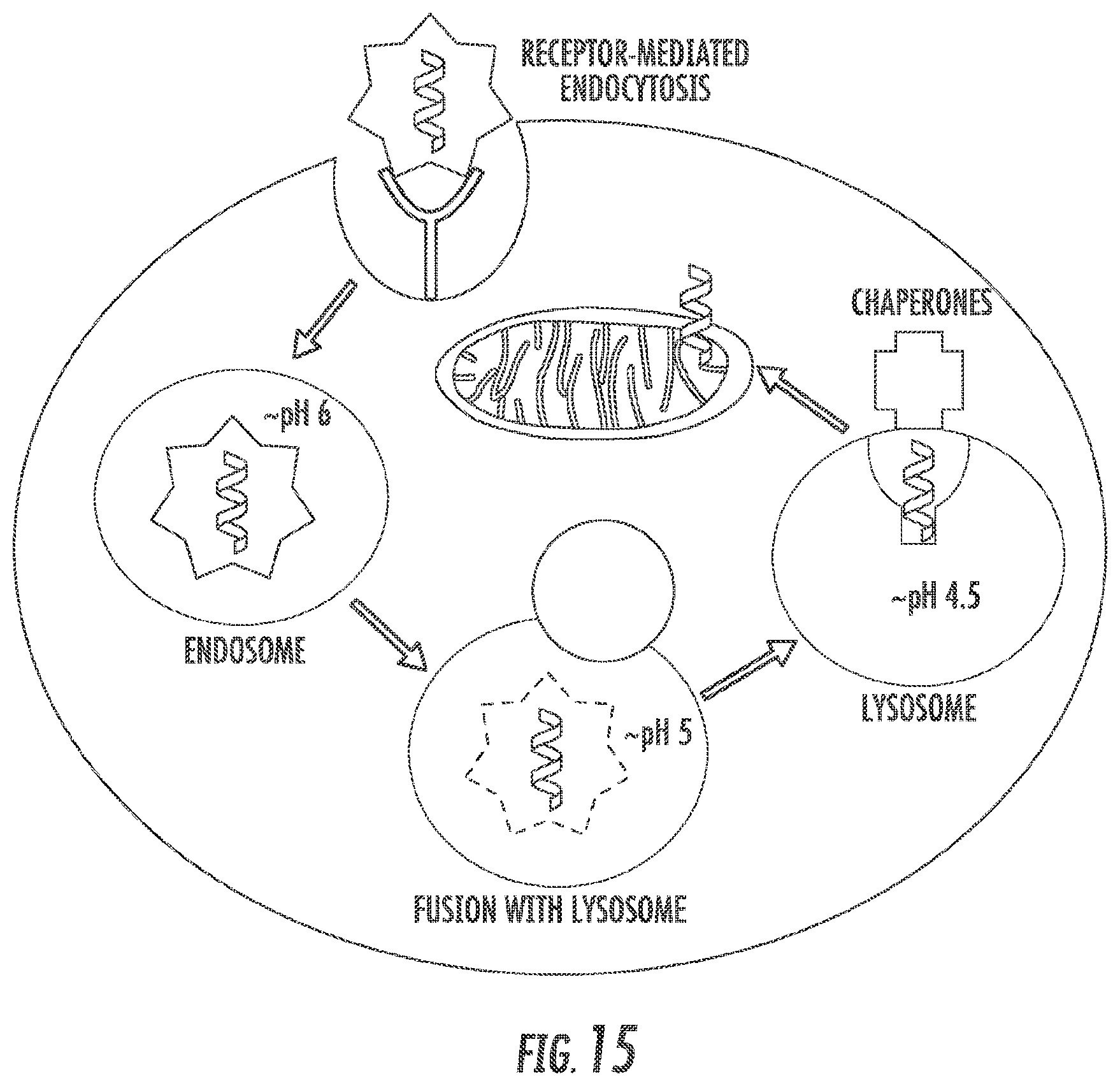 Patent US12097264 Figure 14 – Methods and compositions for theranostic nanoparticles