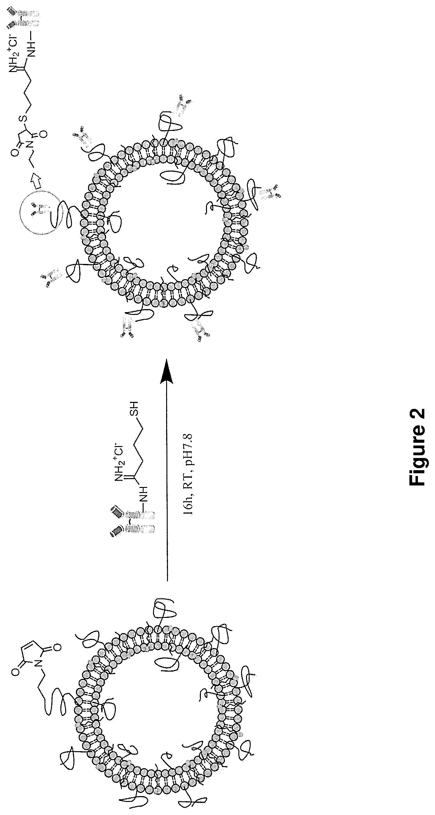 Patent US12097265 Figure 2 – Cytotoxic particles for targeting P2X7 receptor