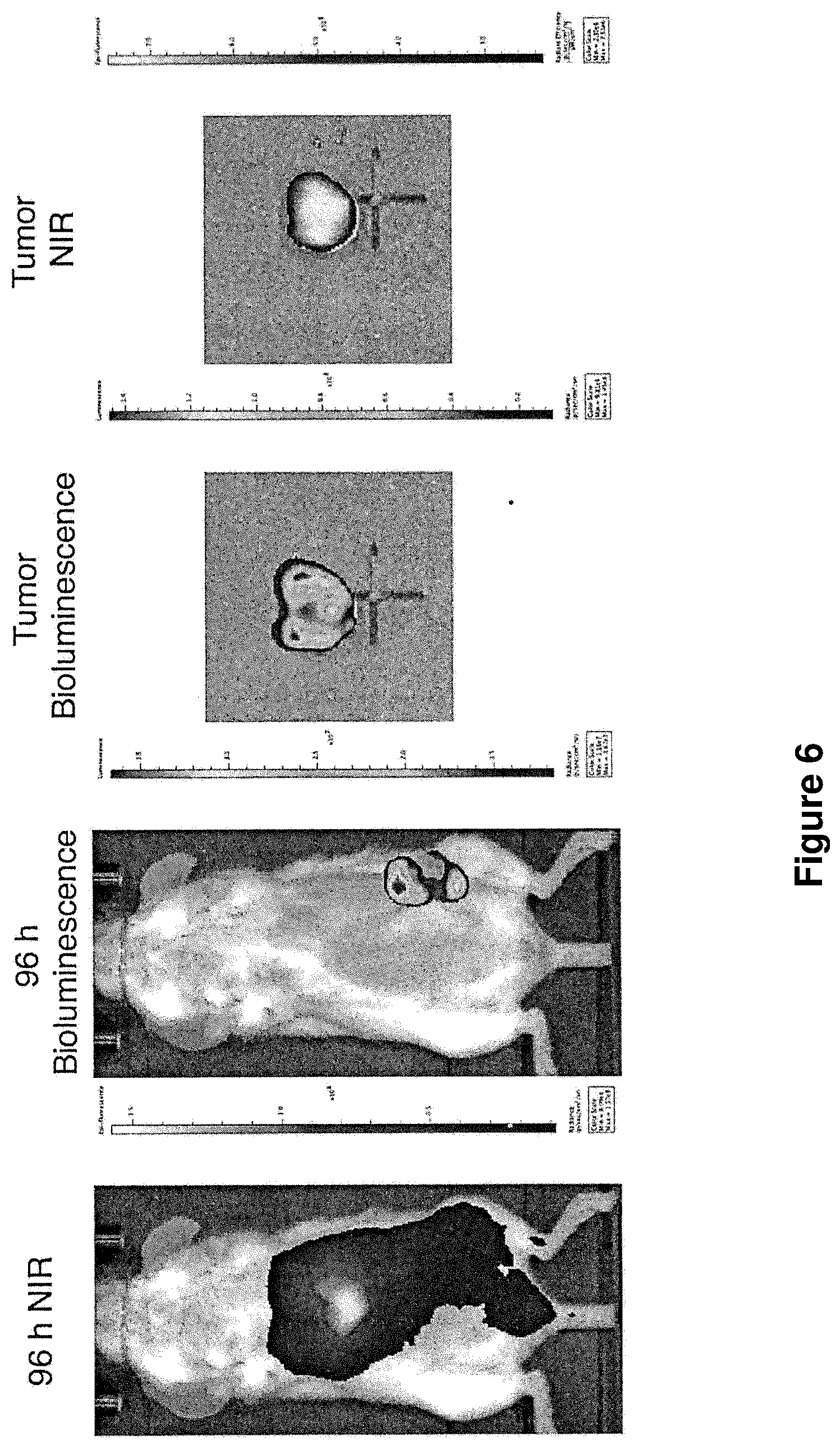 Patent US12097265 Figure 6 – Cytotoxic particles for targeting P2X7 receptor
