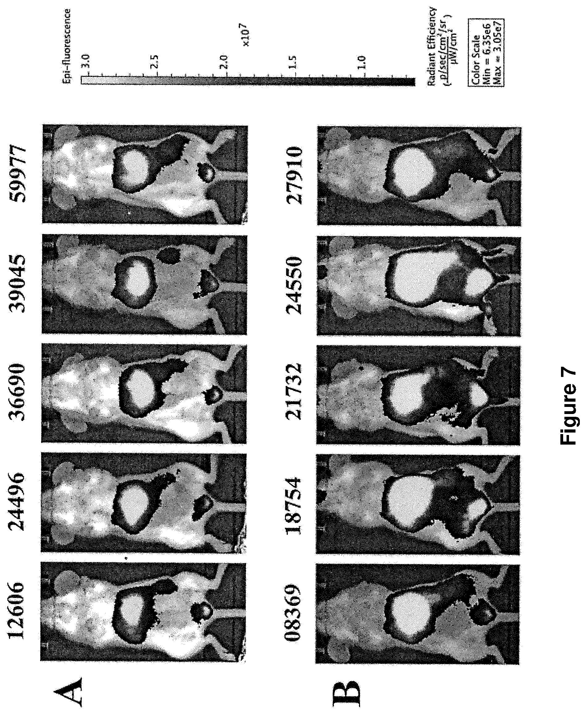 Patent US12097265 Figure 7 – Cytotoxic particles for targeting P2X7 receptor