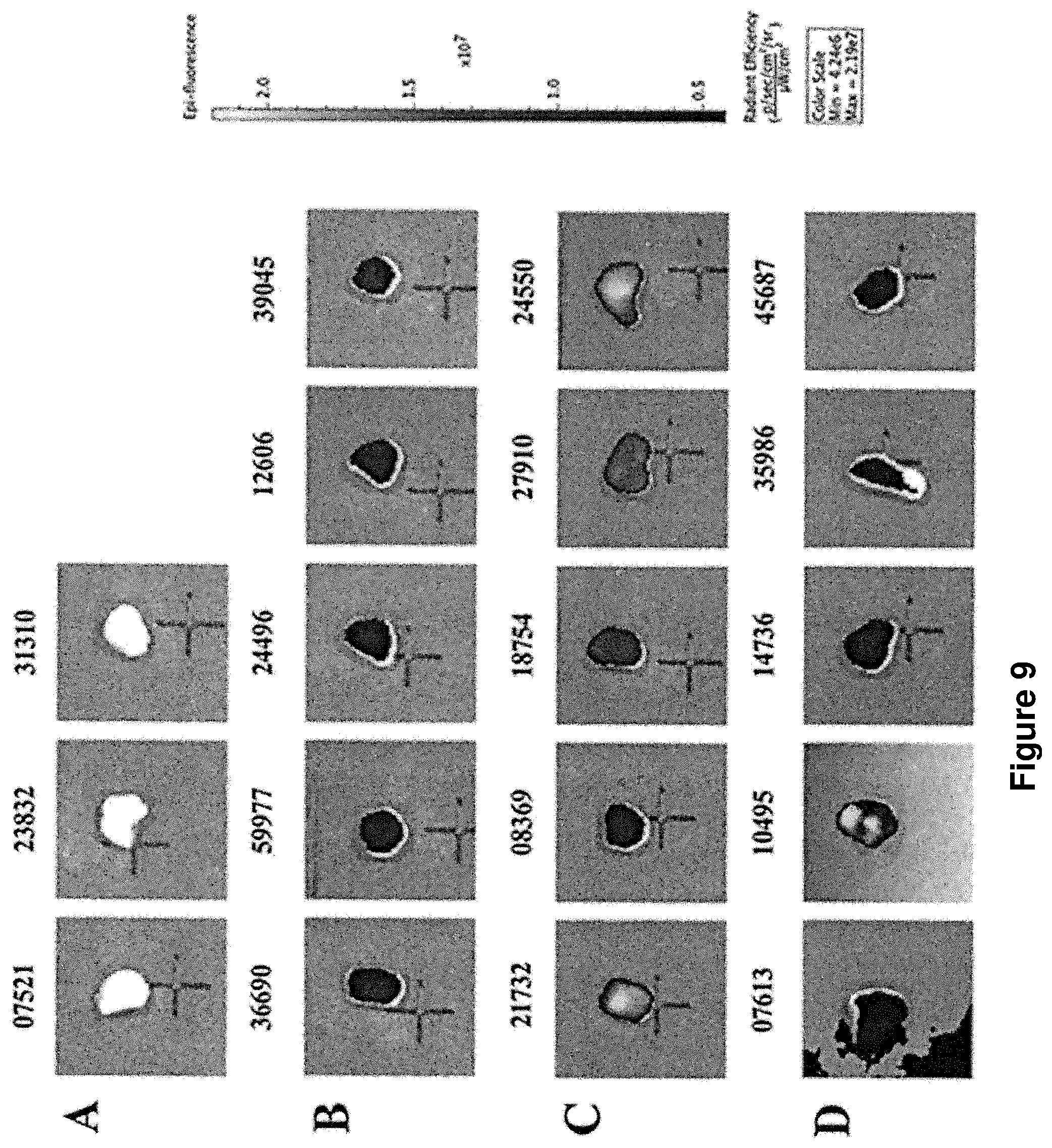 Patent US12097265 Figure 9 – Cytotoxic particles for targeting P2X7 receptor