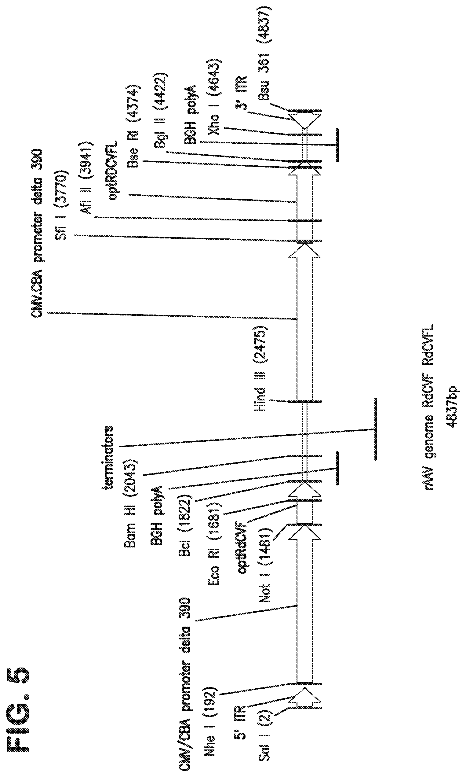 Patent US12097267 Figure 8 – Methods and compositions for treatment of ocular disorders and blinding diseases