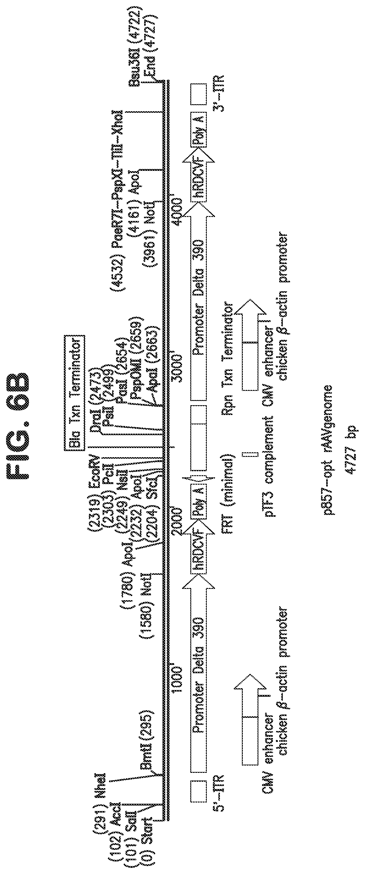 Patent US12097267 Figure 10 – Methods and compositions for treatment of ocular disorders and blinding diseases
