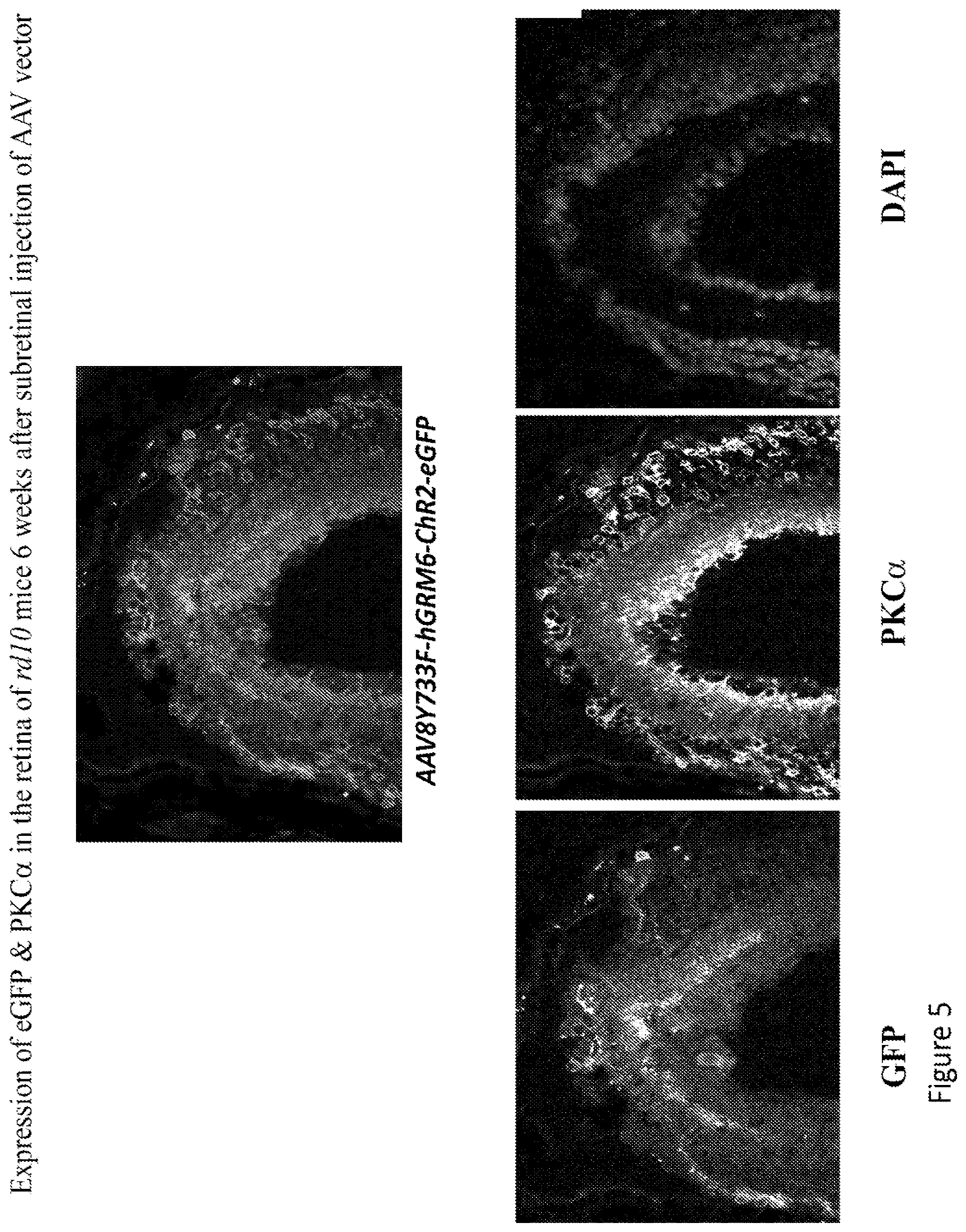 Patent US12097268 Figure 6 – Modulation of neural pathways