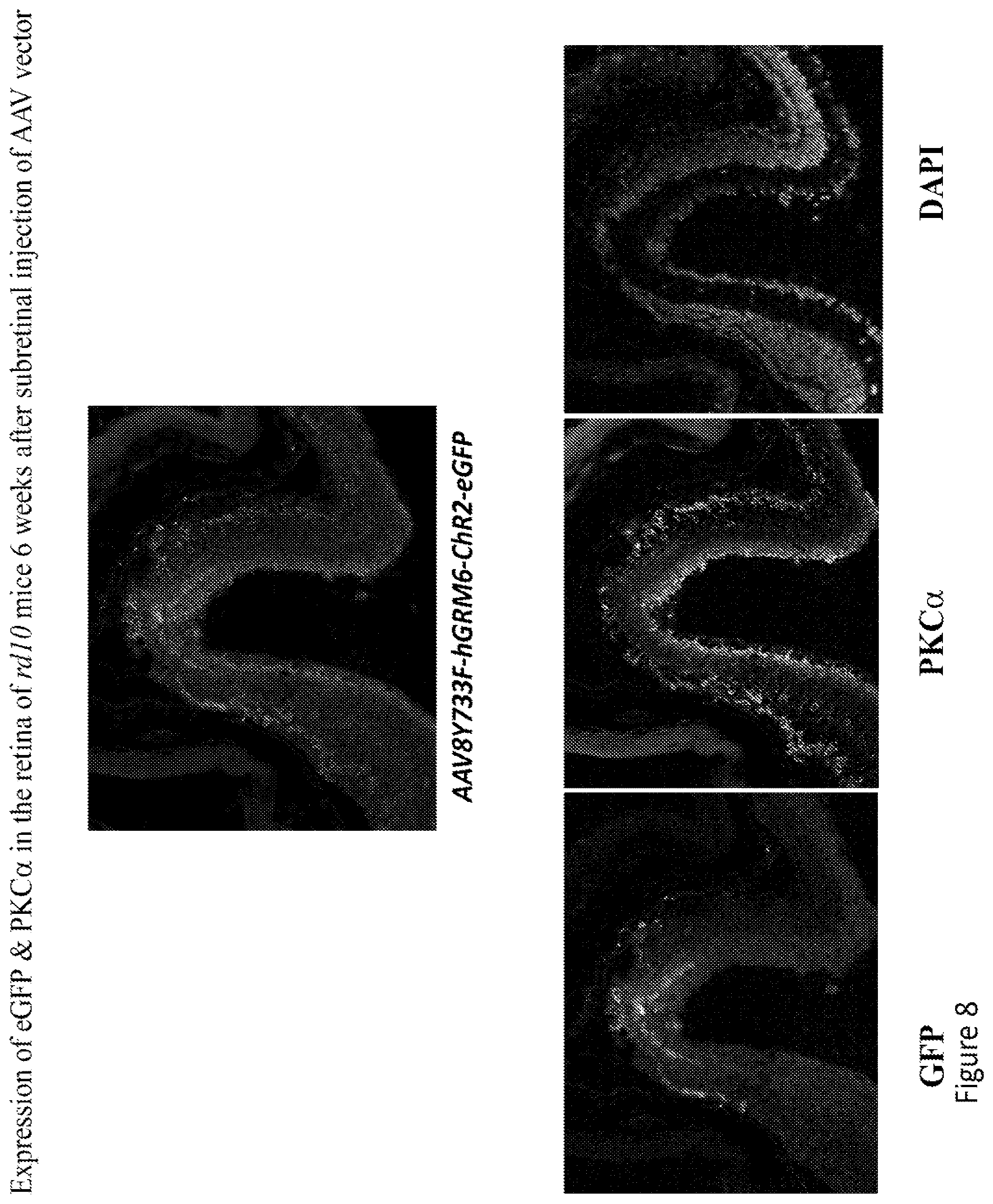 Patent US12097268 Figure 9 – Modulation of neural pathways
