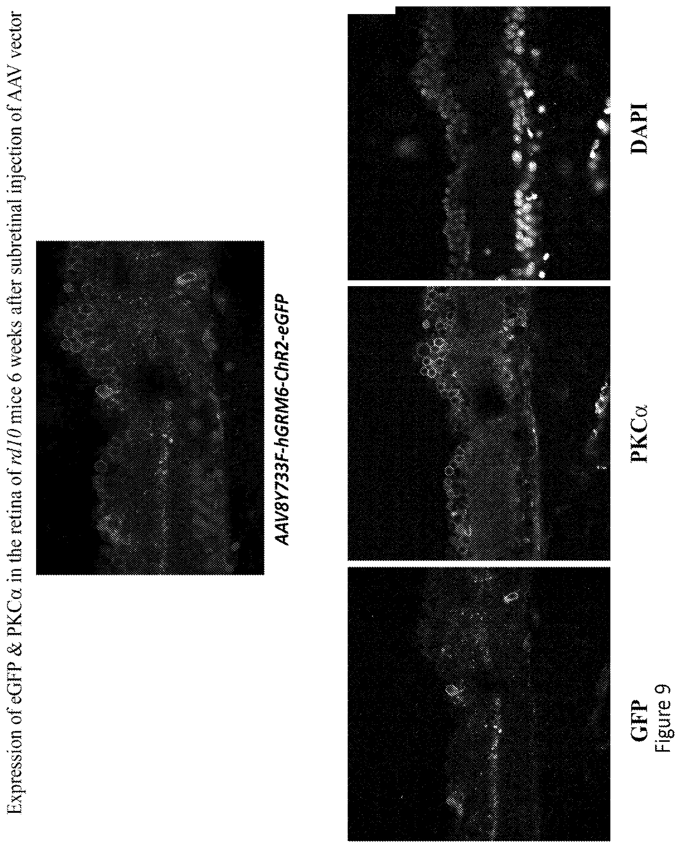 Patent US12097268 Figure 10 – Modulation of neural pathways
