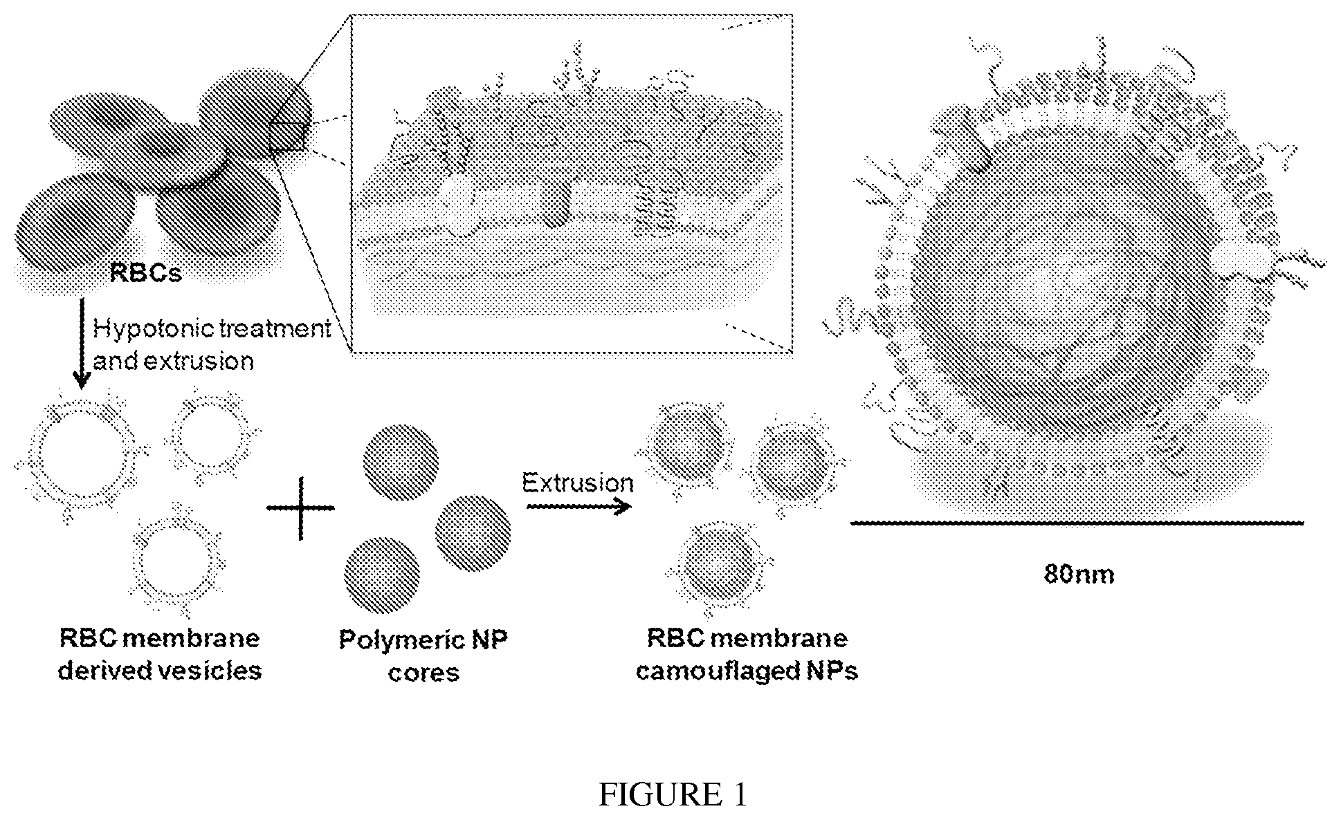 Patent US12097290 Figure 1 – Membrane encapsulated nanoparticles and method of use