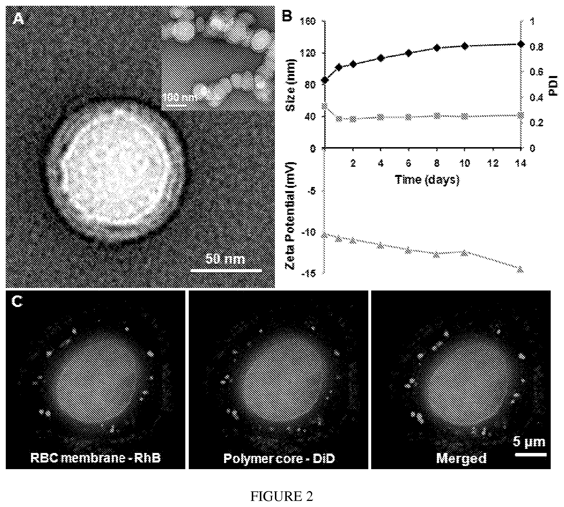 Patent US12097290 Figure 2 – Membrane encapsulated nanoparticles and method of use