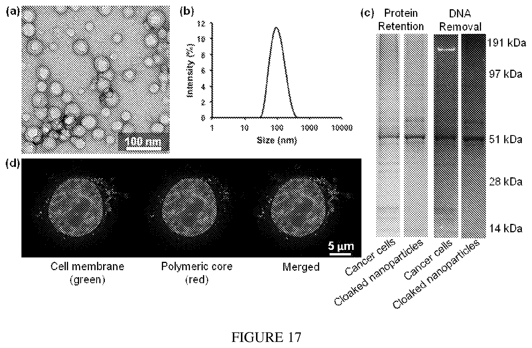 Patent US12097290 Figure 13 – Membrane encapsulated nanoparticles and method of use