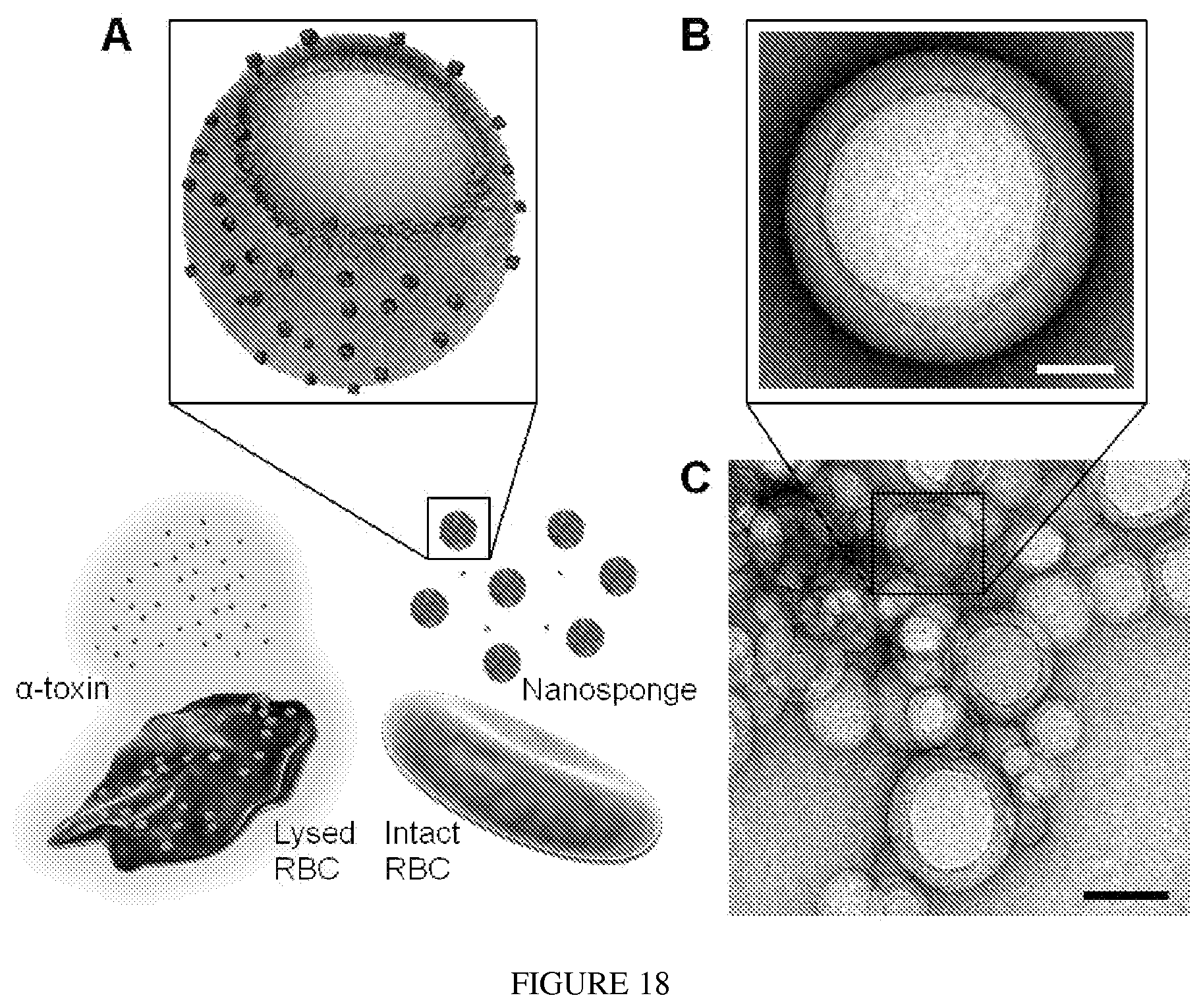 Patent US12097290 Figure 14 – Membrane encapsulated nanoparticles and method of use