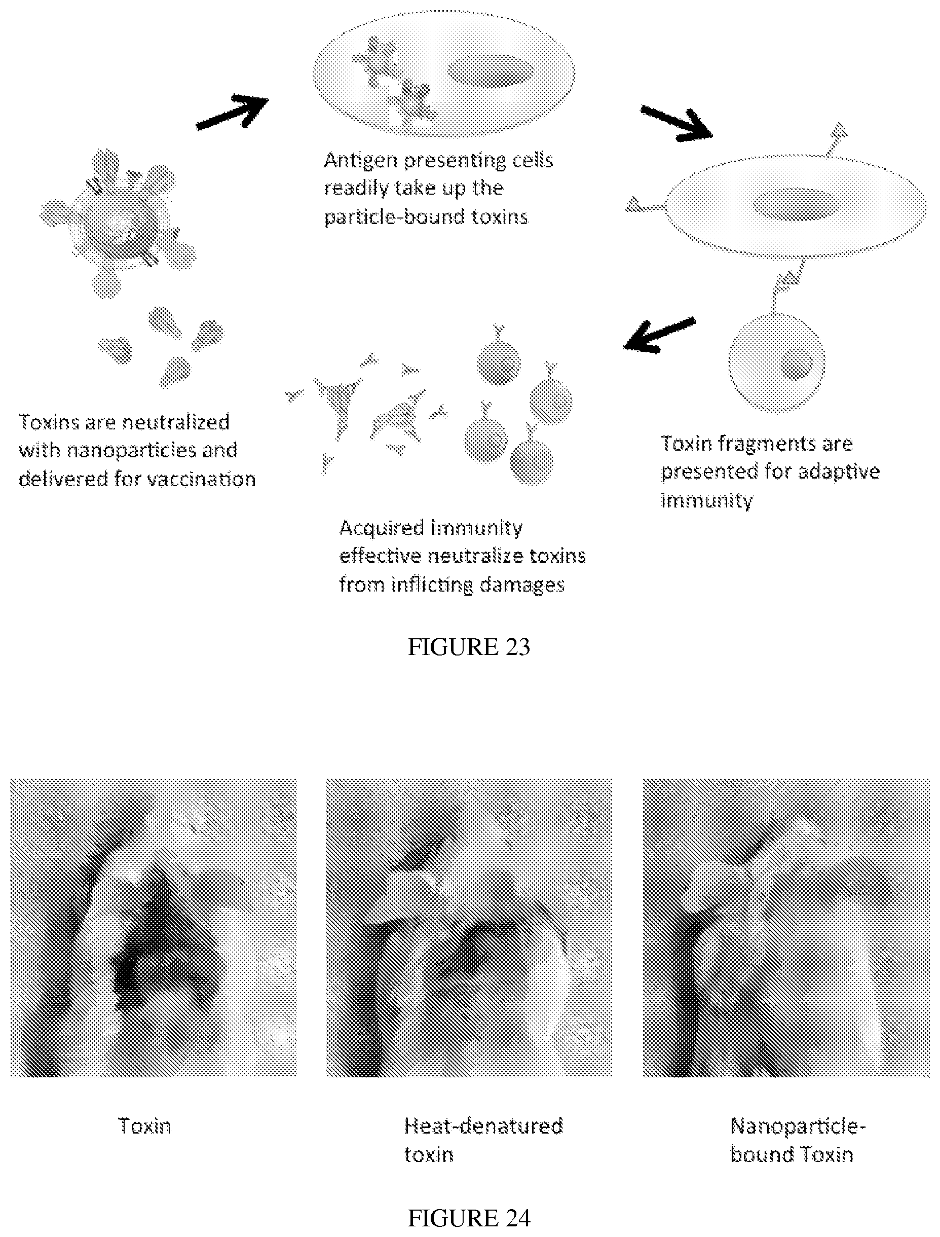 Patent US12097290 Figure 18 – Membrane encapsulated nanoparticles and method of use