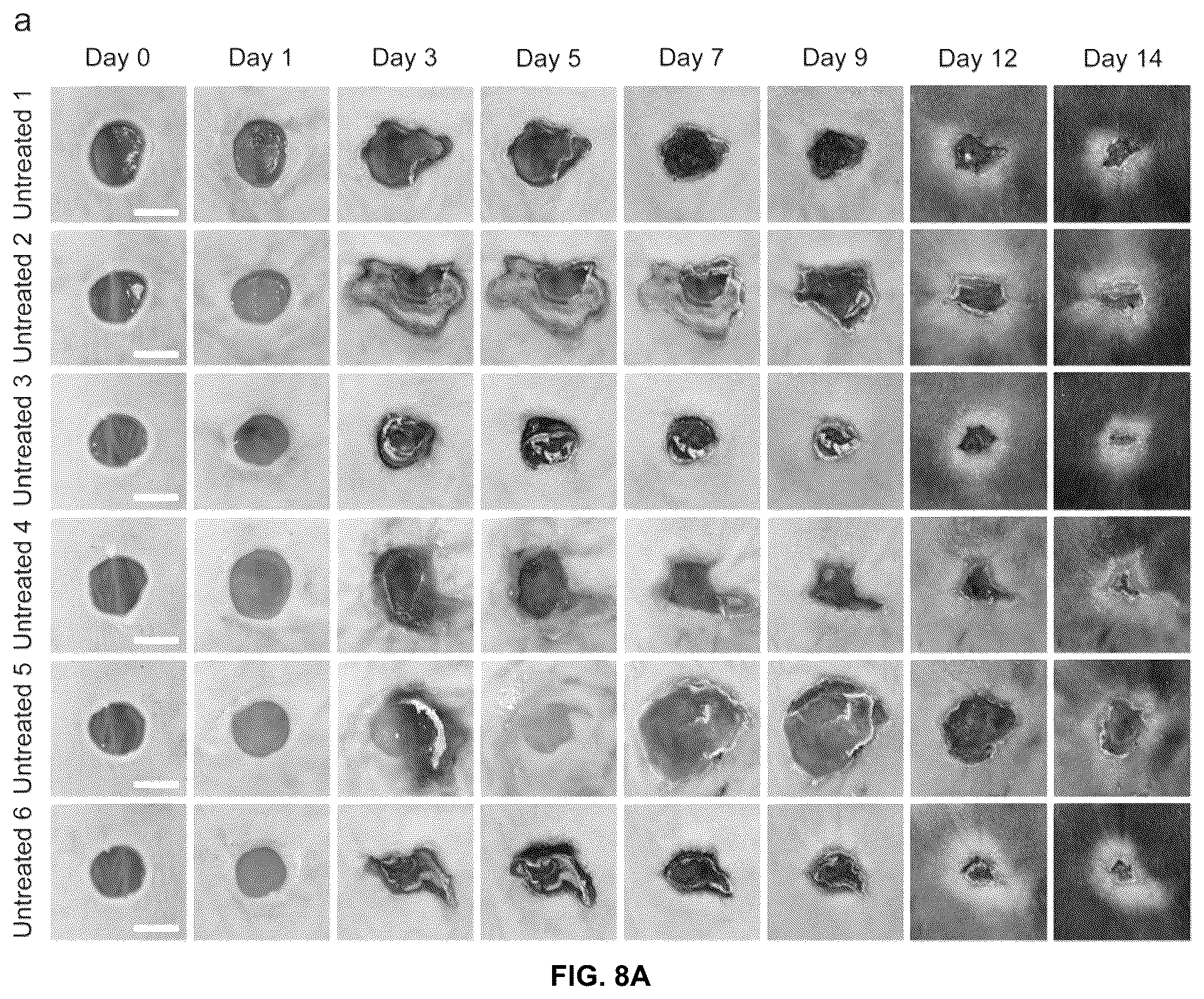 Patent US12097300 Figure 7 – Biofunctional hydrogel for wound healing