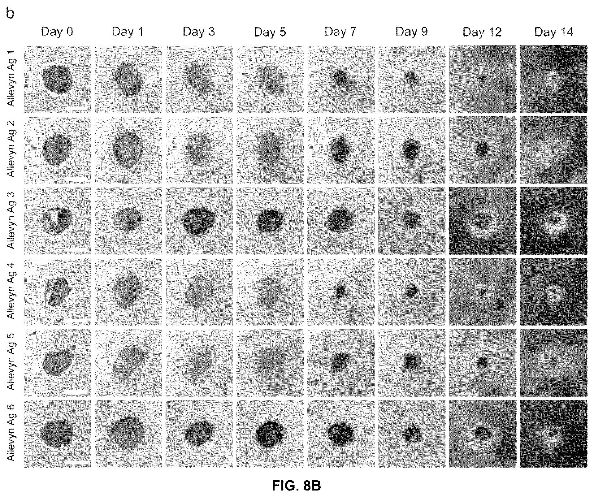 Patent US12097300 Figure 8 – Biofunctional hydrogel for wound healing