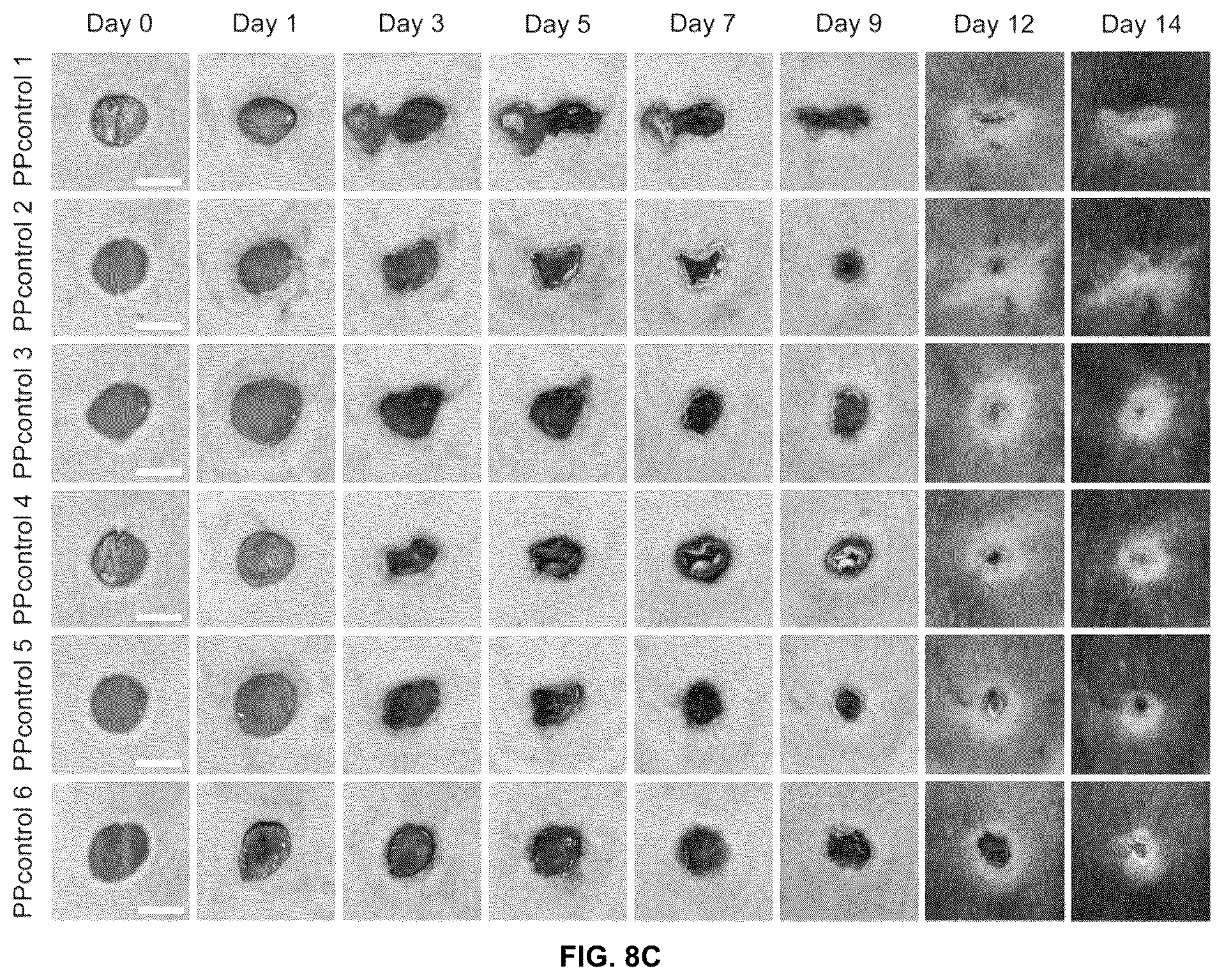 Patent US12097300 Figure 9 – Biofunctional hydrogel for wound healing