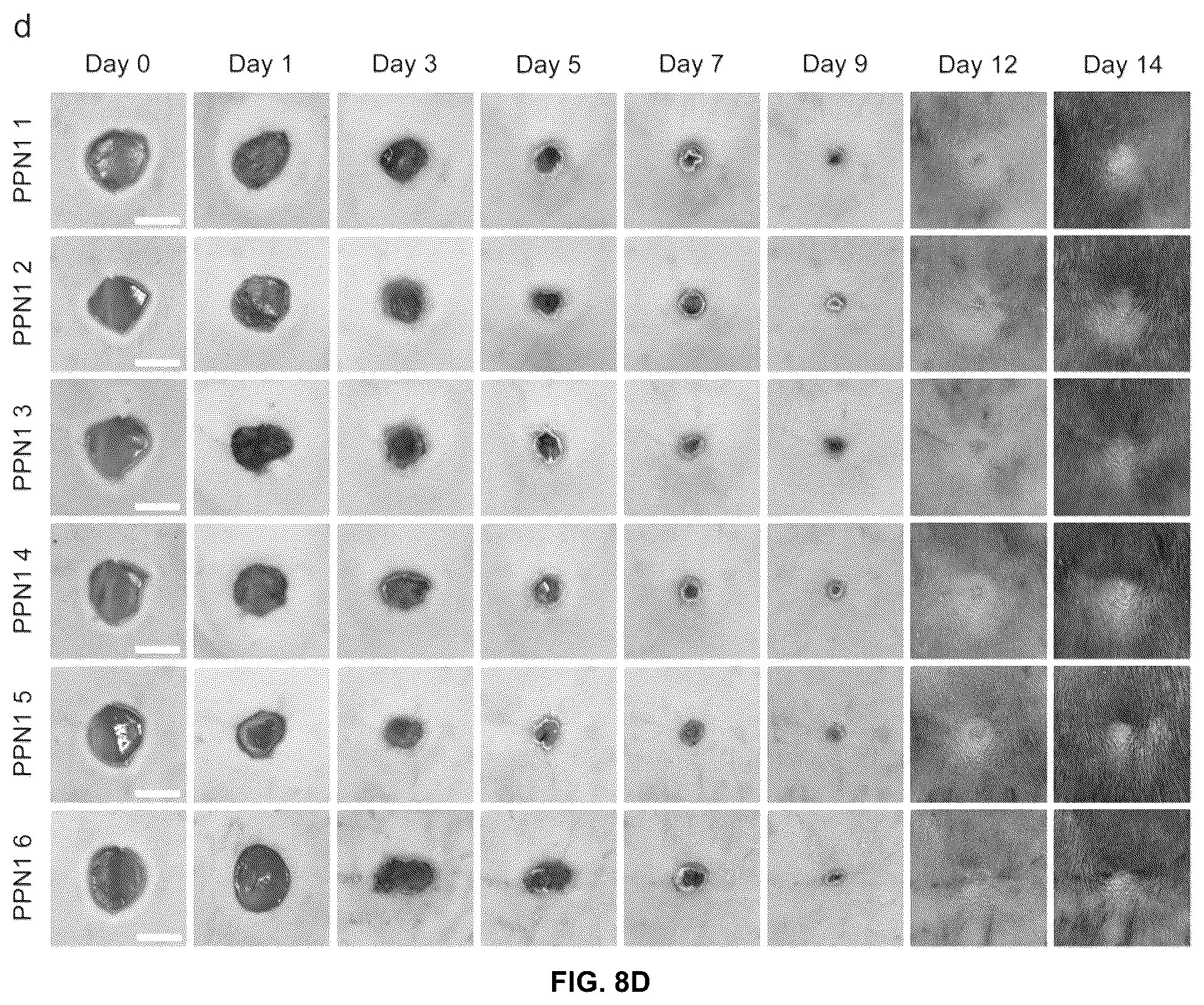 Patent US12097300 Figure 10 – Biofunctional hydrogel for wound healing