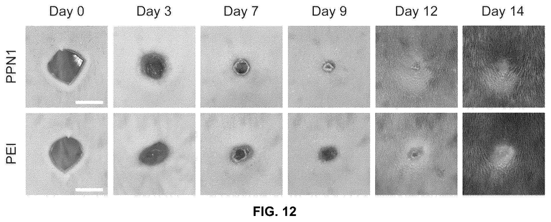 Patent US12097300 Figure 14 – Biofunctional hydrogel for wound healing