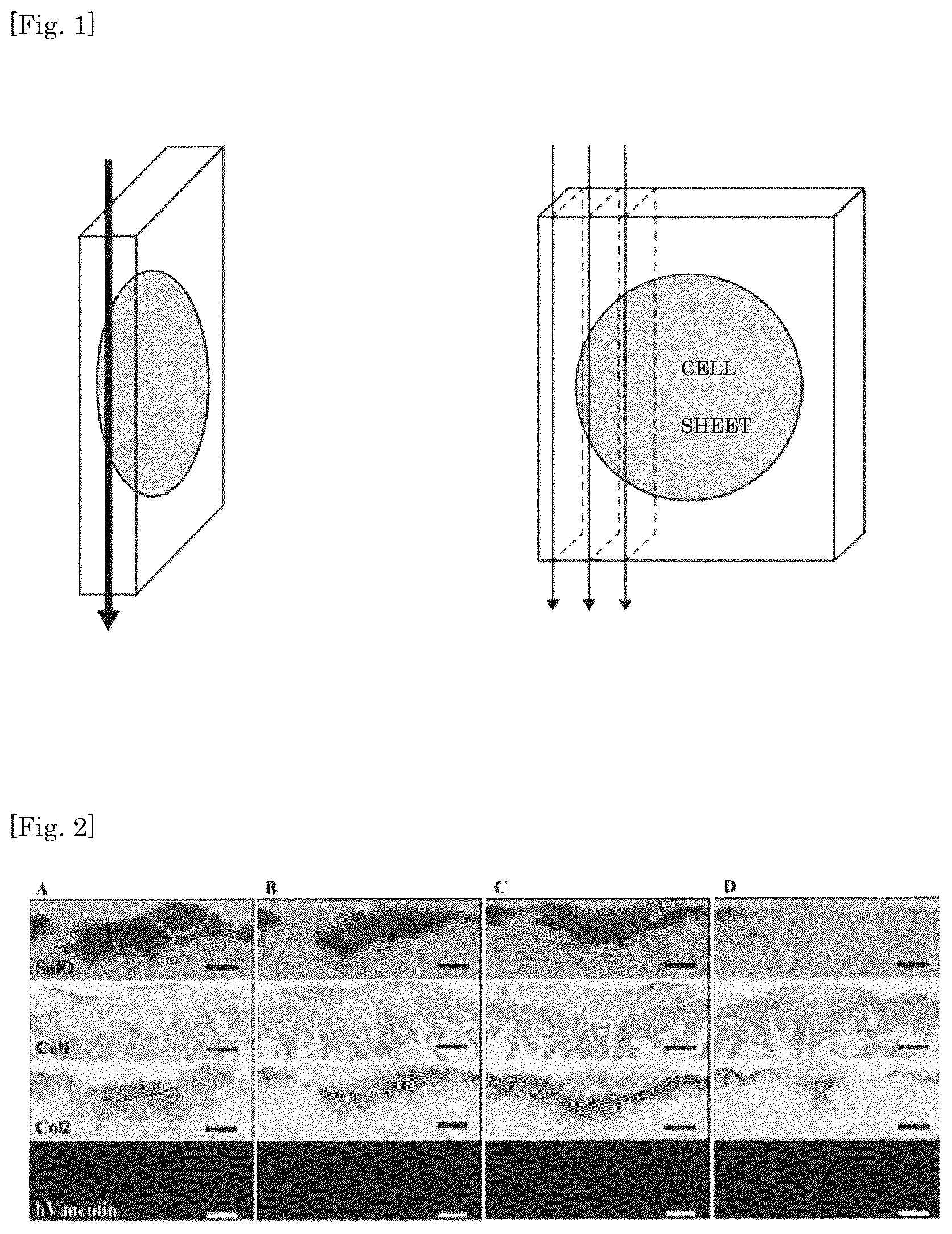 Patent US12097302 — Method for producing a cultured cell sheet for tissue regeneration — Figure 1