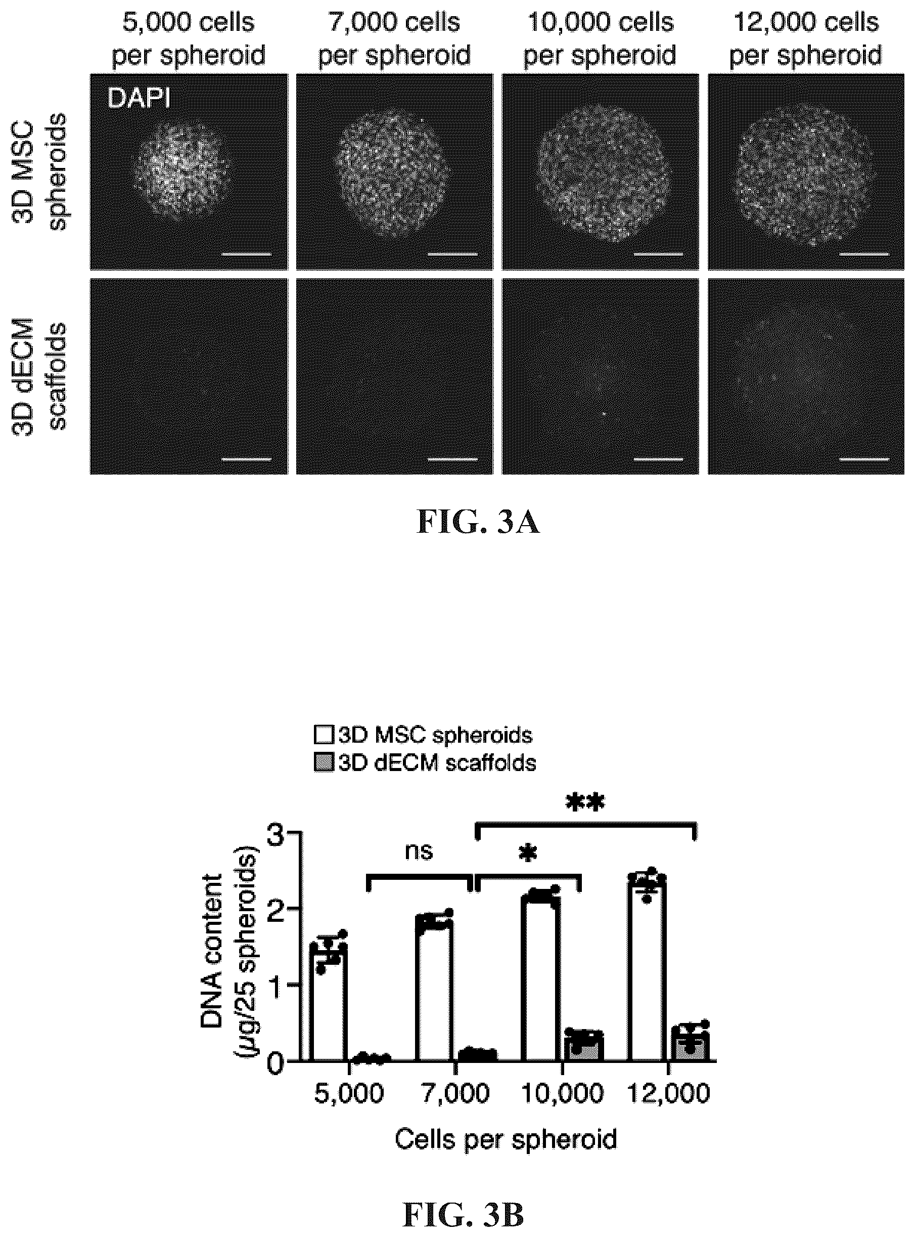 Patent US12097303 Figure 5 – Decellularized extracellular matrix, preparation process and uses thereof