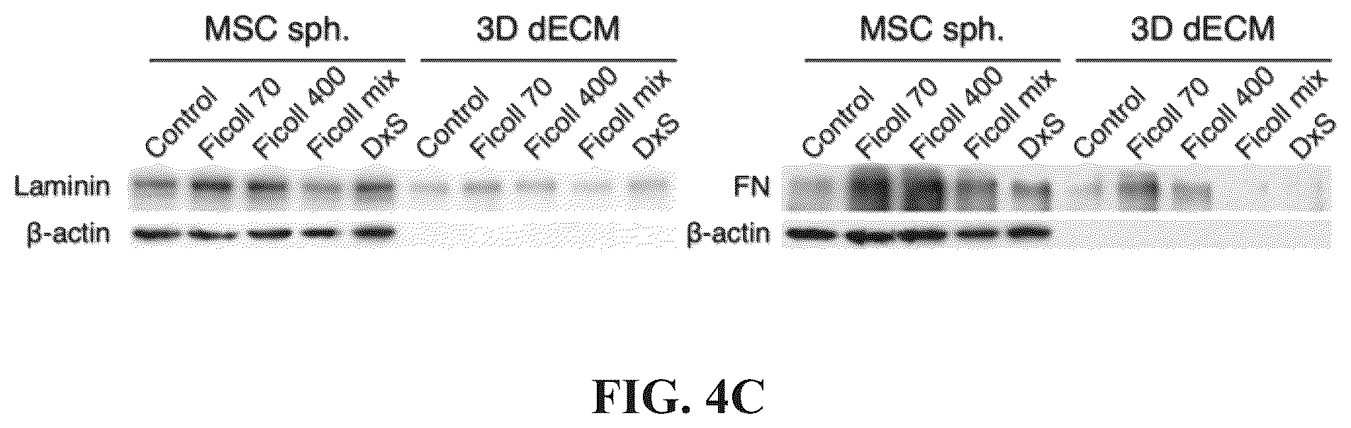 Patent US12097303 Figure 7 – Decellularized extracellular matrix, preparation process and uses thereof