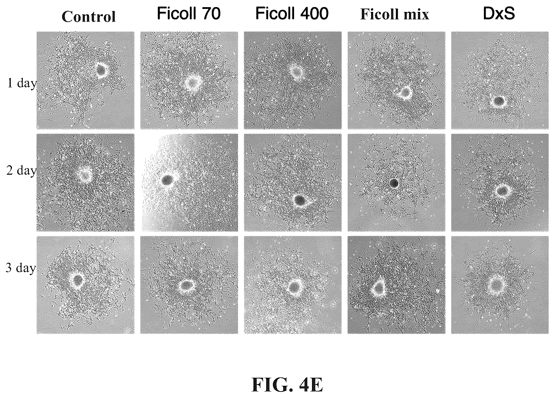 Patent US12097303 Figure 9 – Decellularized extracellular matrix, preparation process and uses thereof