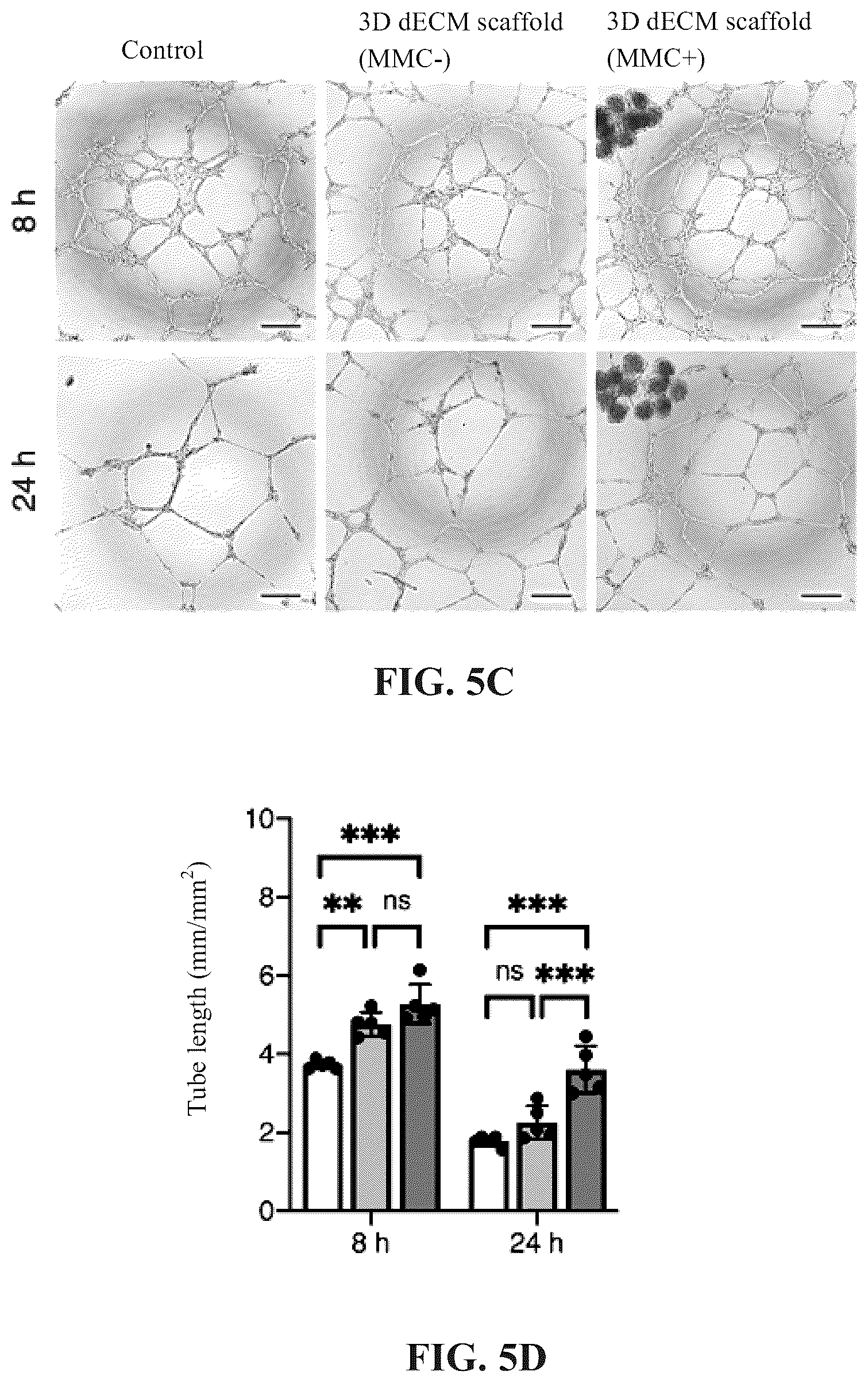 Patent US12097303 Figure 11 – Decellularized extracellular matrix, preparation process and uses thereof