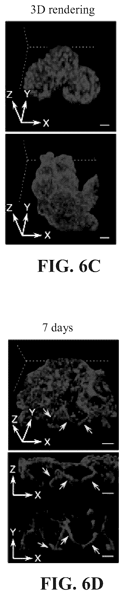 Patent US12097303 Figure 13 – Decellularized extracellular matrix, preparation process and uses thereof