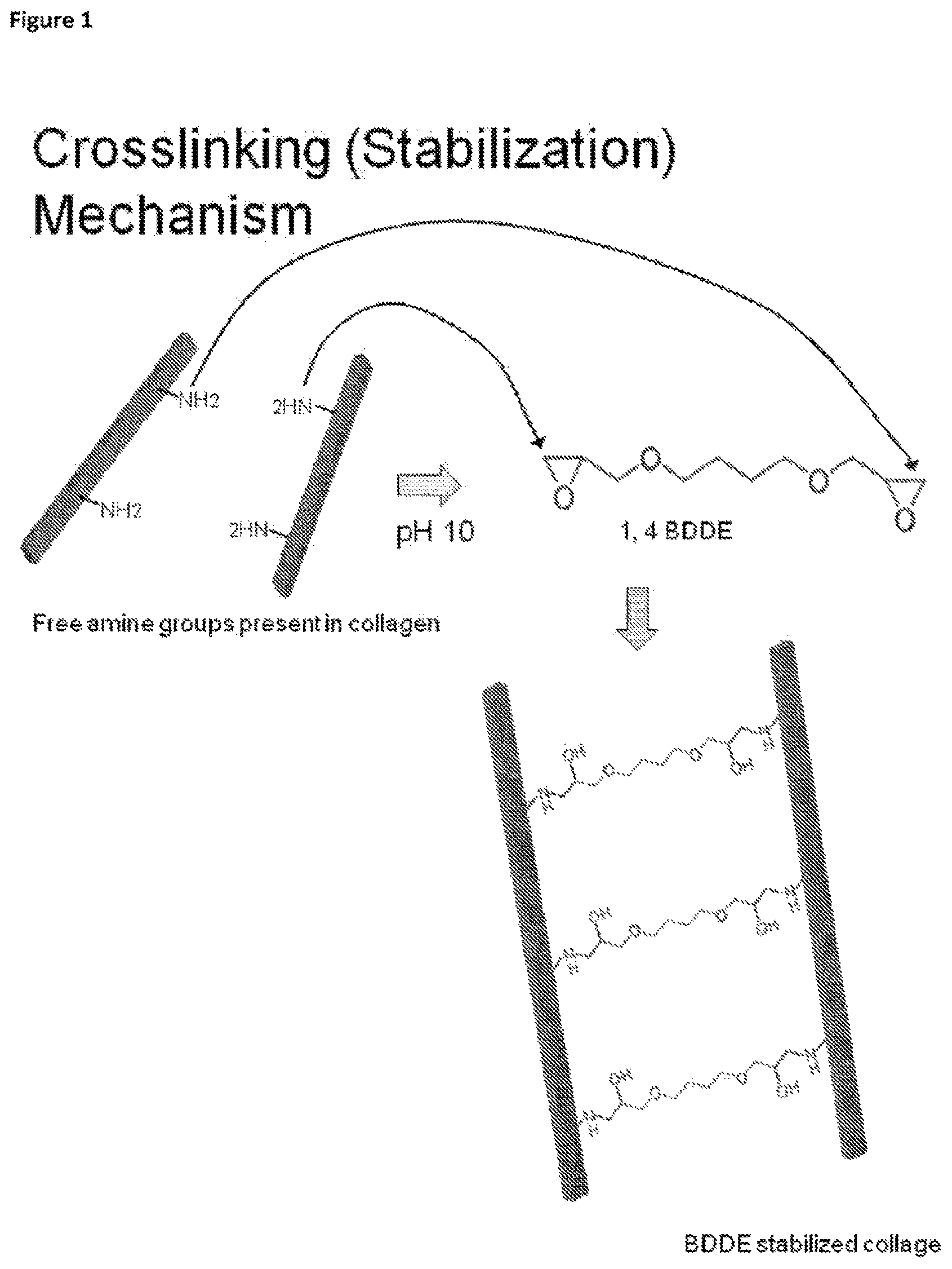 Patent US12097305 Figure 1 – Crosslinked soft tissue graft and methods of use thereof