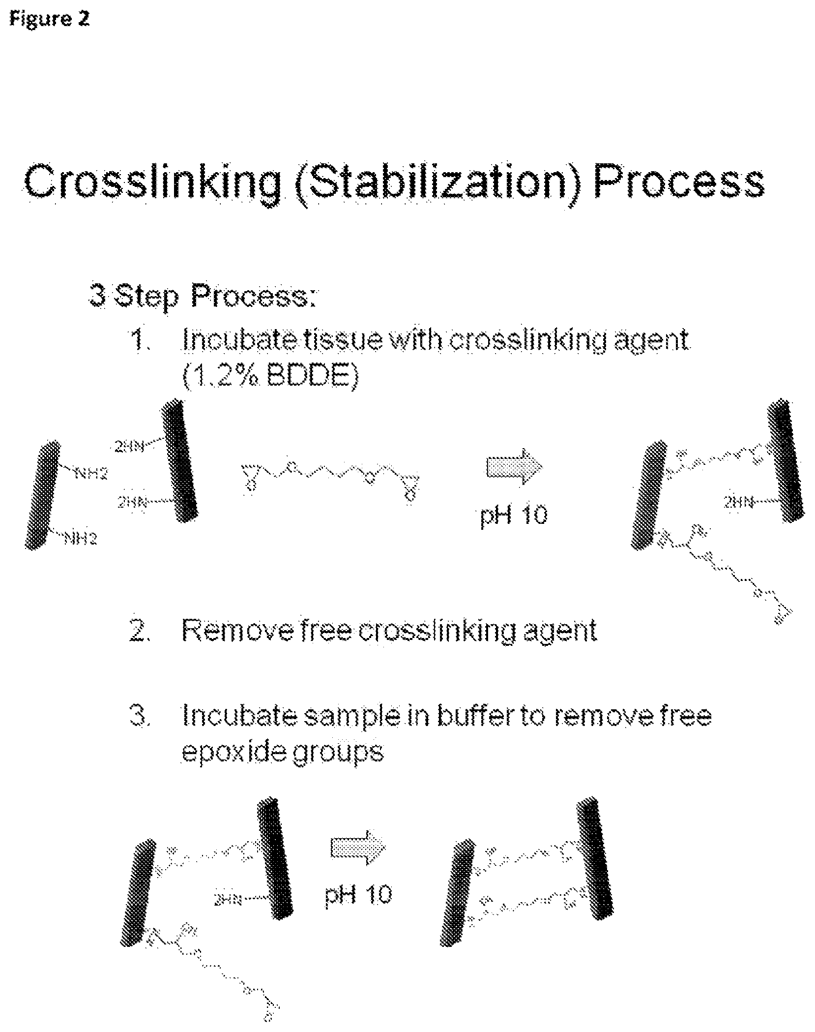 Patent US12097305 Figure 2 – Crosslinked soft tissue graft and methods of use thereof