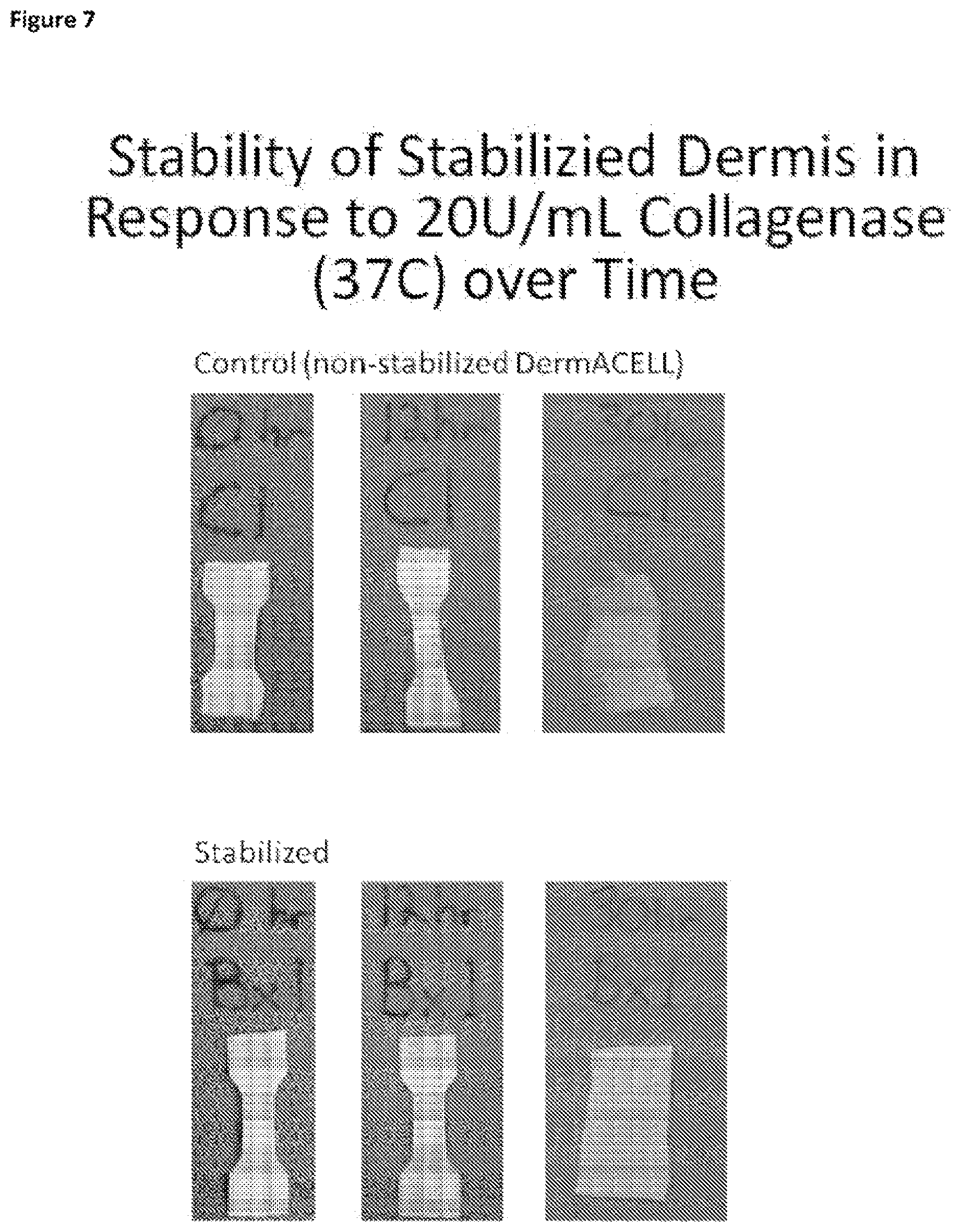 Patent US12097305 Figure 7 – Crosslinked soft tissue graft and methods of use thereof