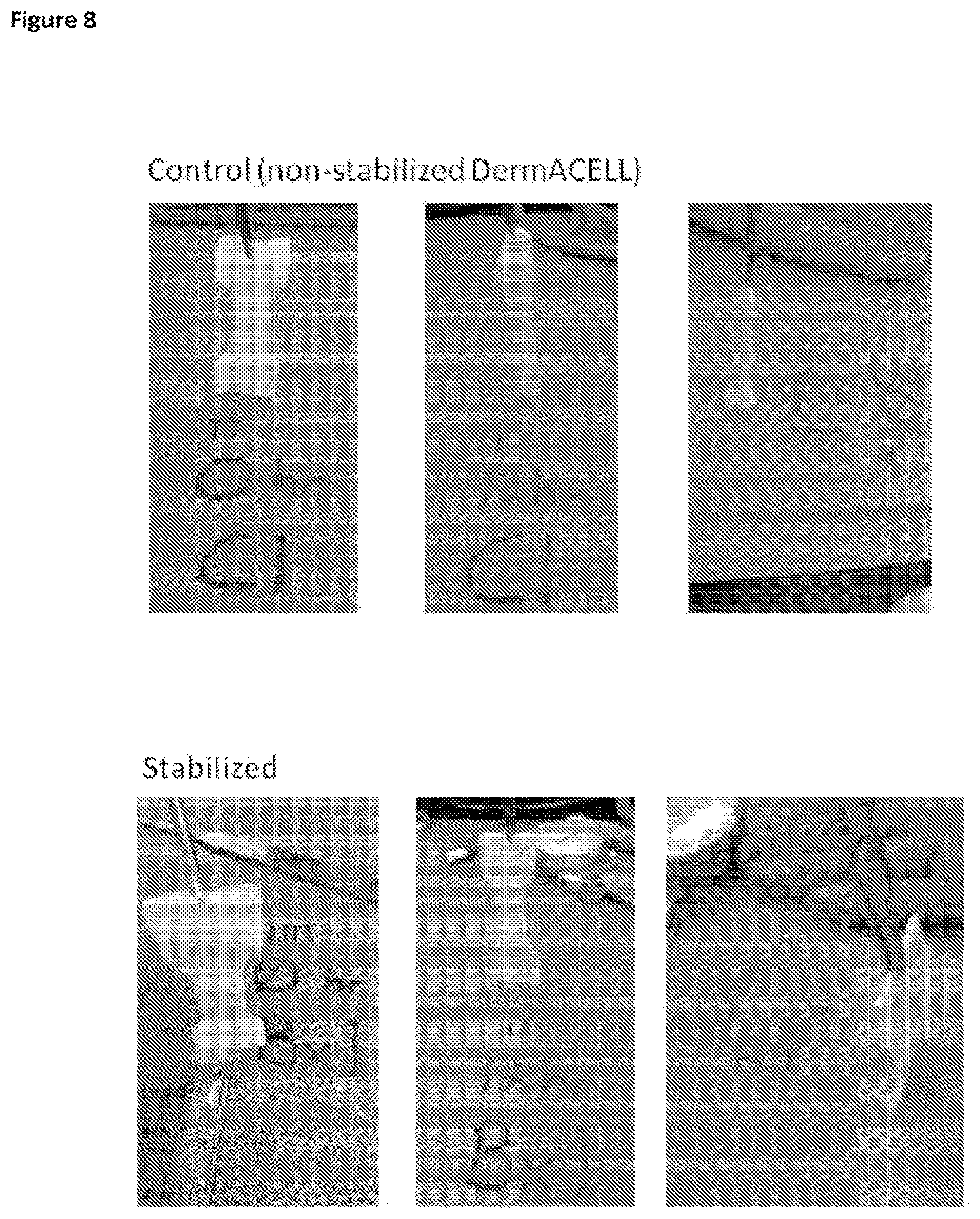 Patent US12097305 Figure 8 – Crosslinked soft tissue graft and methods of use thereof