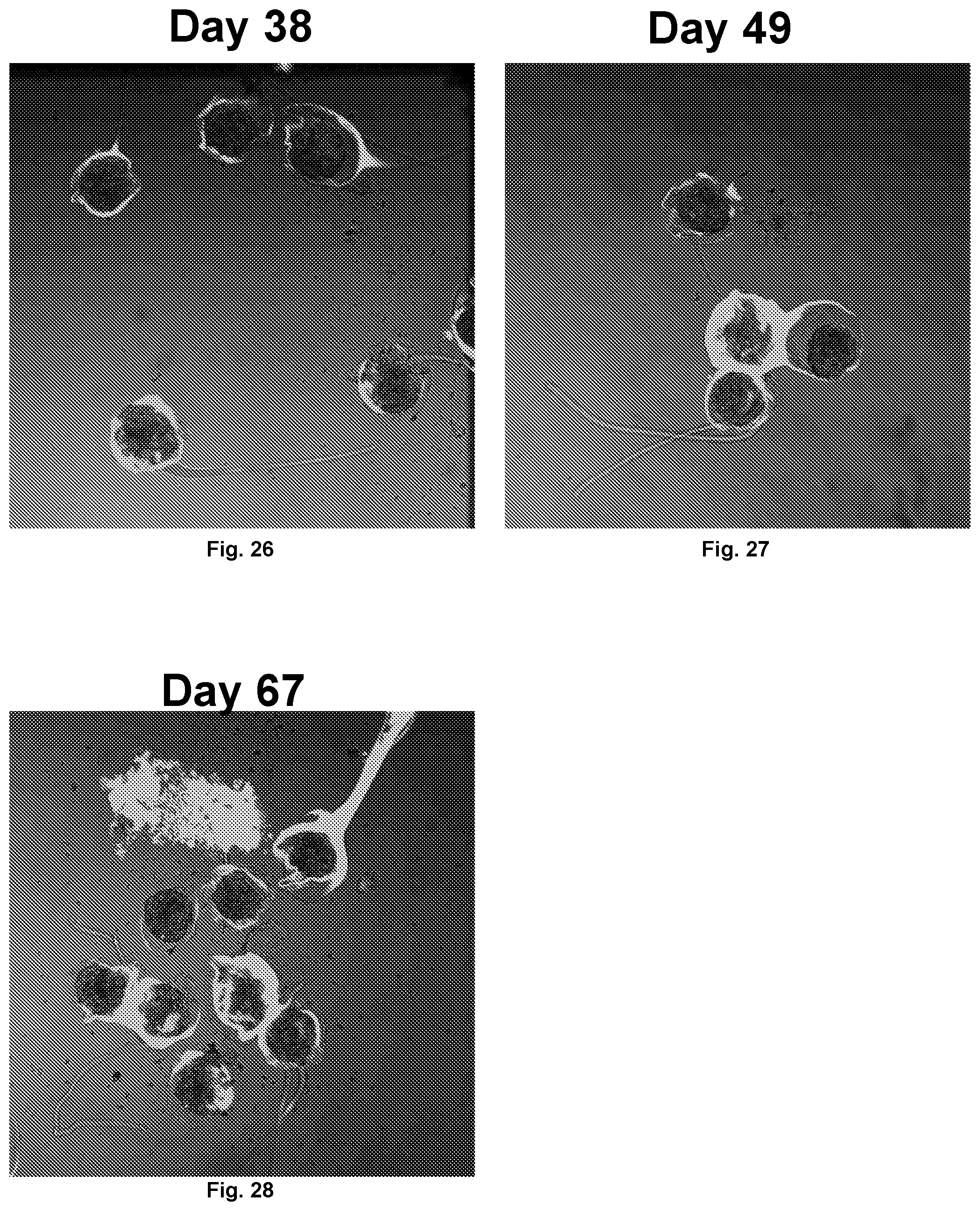 Patent US12097306 Figure 10 – Conformal coating of biological surfaces