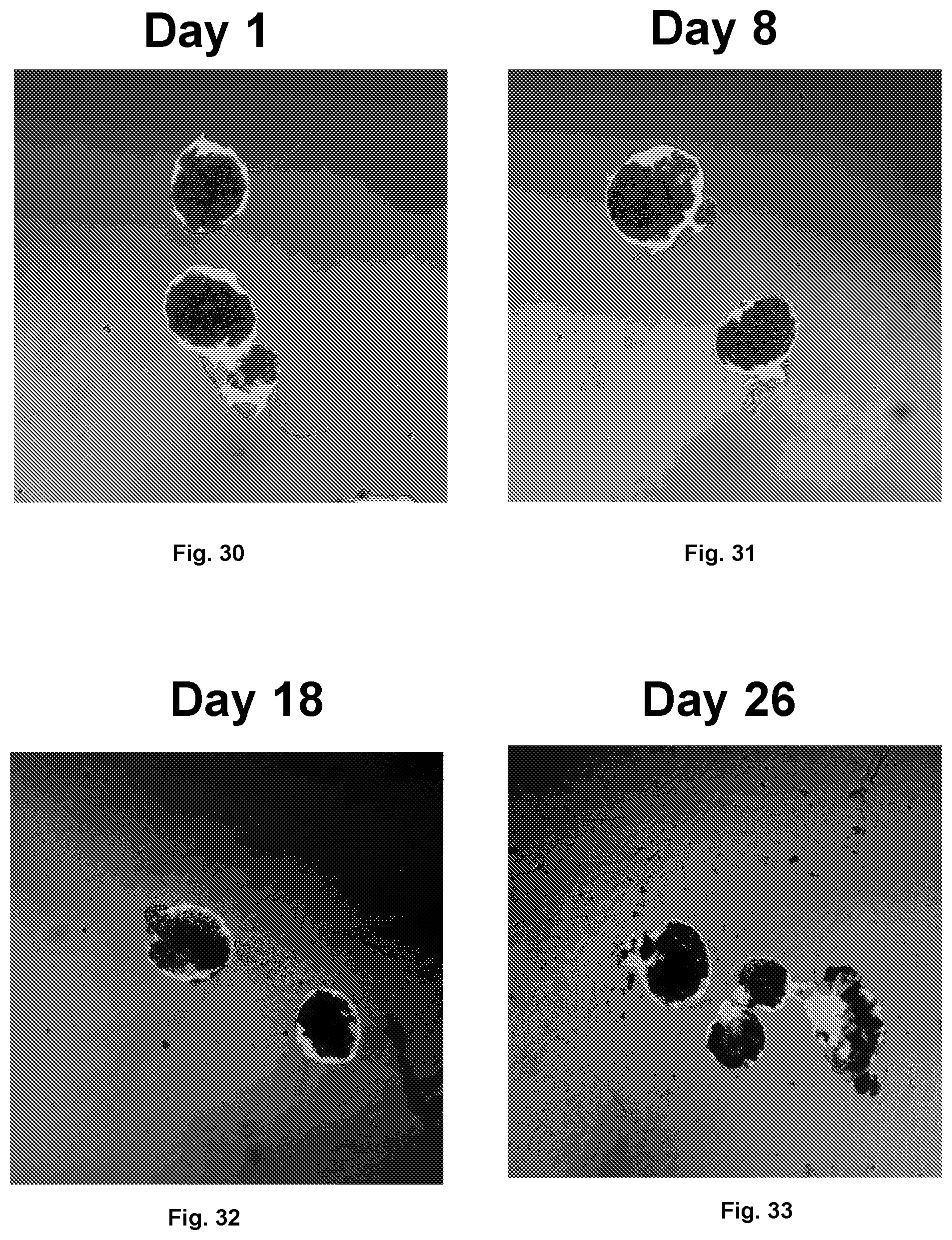 Patent US12097306 Figure 12 – Conformal coating of biological surfaces