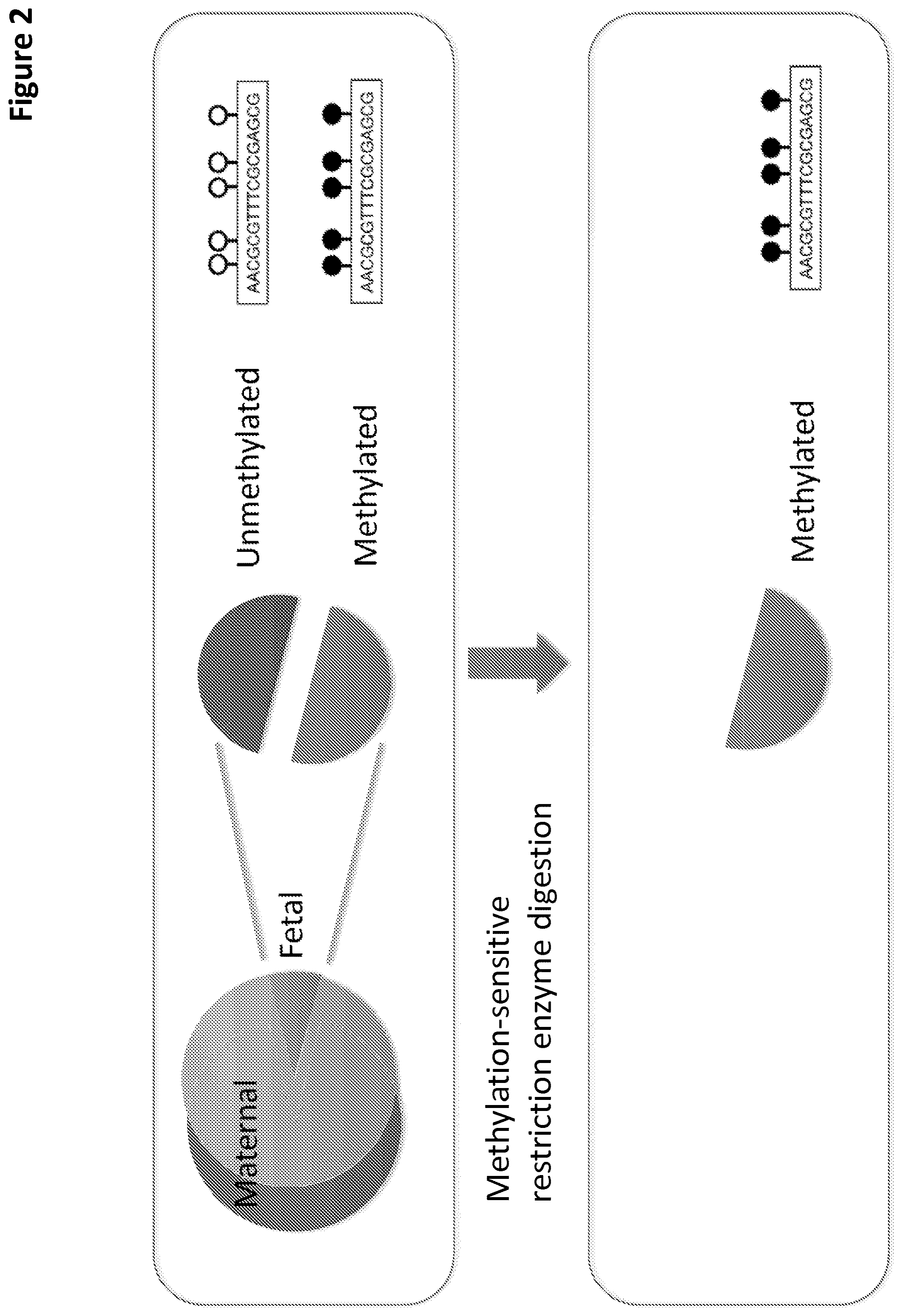 Patent US12097495 Figure 2 – Methods and compositions for detecting genetic material