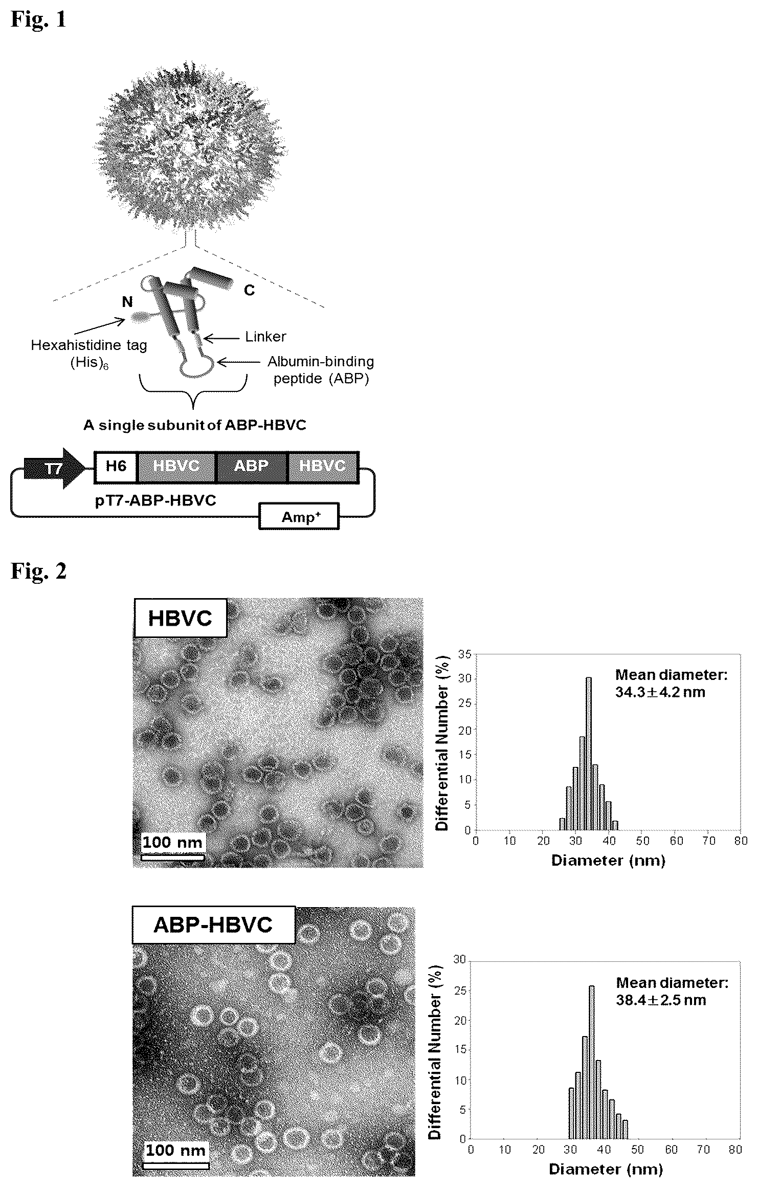Patent US12098164 Figure 1 – Non-immunogenic protein nanoparticles with cancer targeting activity using albumin-binding peptide