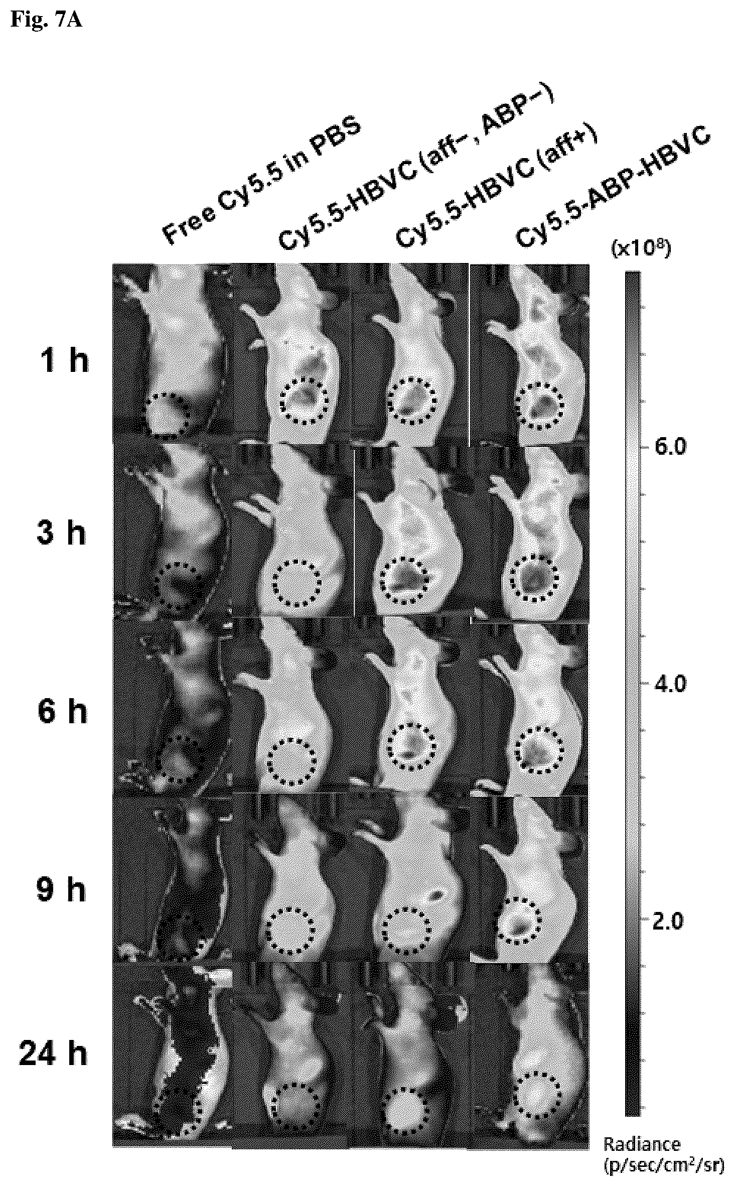 Patent US12098164 Figure 6 – Non-immunogenic protein nanoparticles with cancer targeting activity using albumin-binding peptide