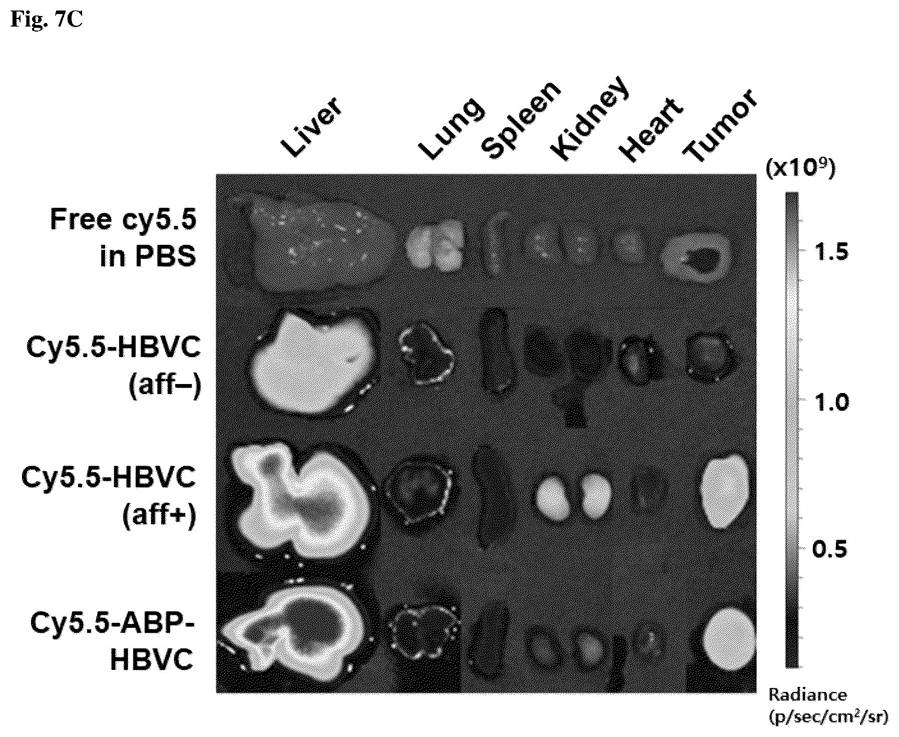 Patent US12098164 Figure 8 – Non-immunogenic protein nanoparticles with cancer targeting activity using albumin-binding peptide
