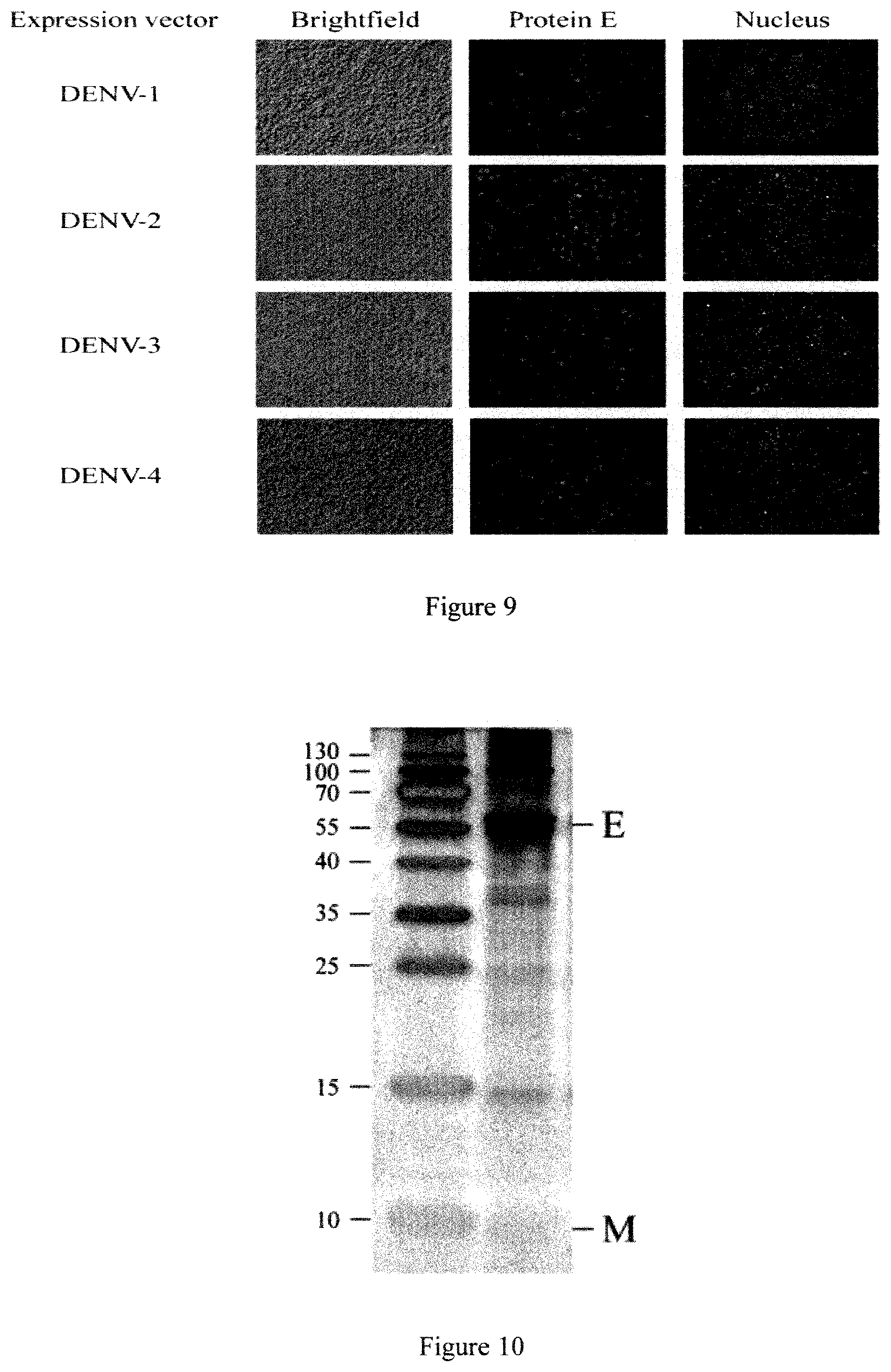 Patent US12098165 Figure 7 – Mature virus-like particles of flaviviruses